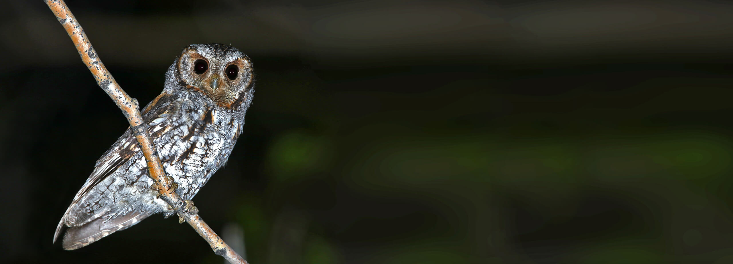 Flammulatd Owl on a Flammulated Owling Tour in Utah in 2018