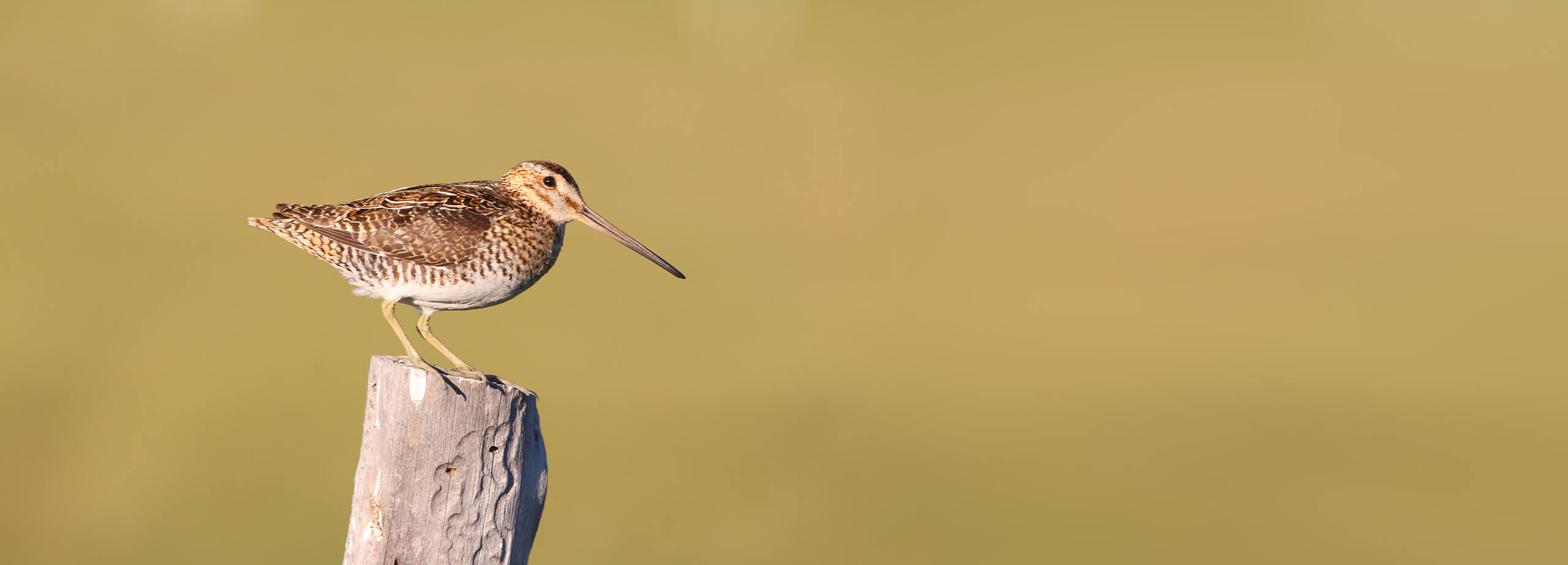 Wilson's Snipe on a Multi Day Tour in Utah in 2018