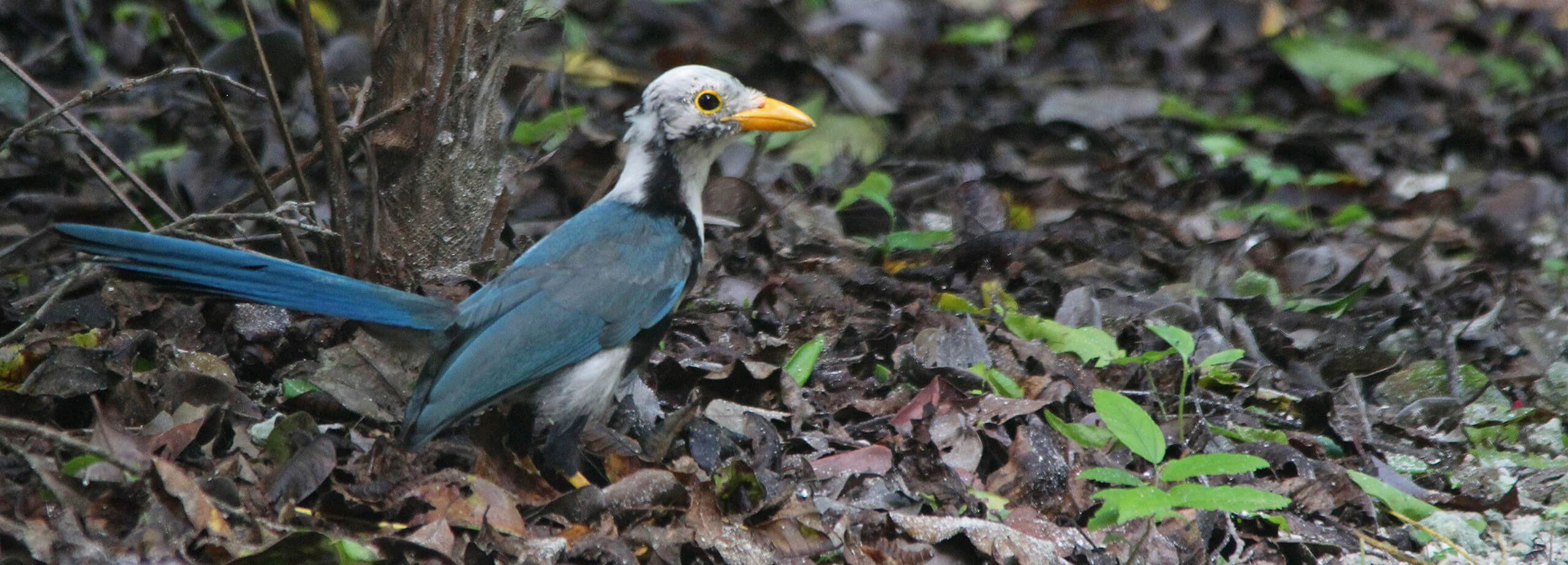 Yucatan Jay in Puerto Morelos