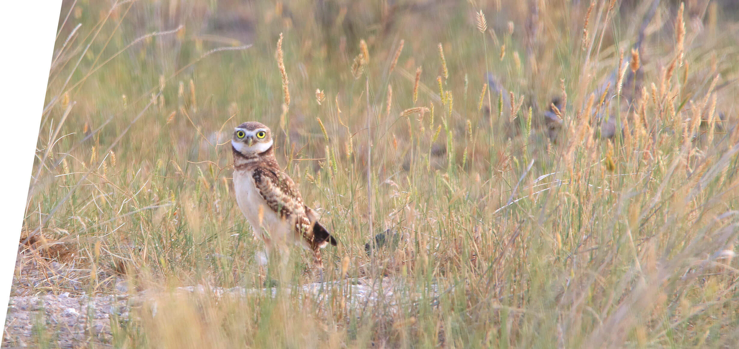 Burrowing Owl