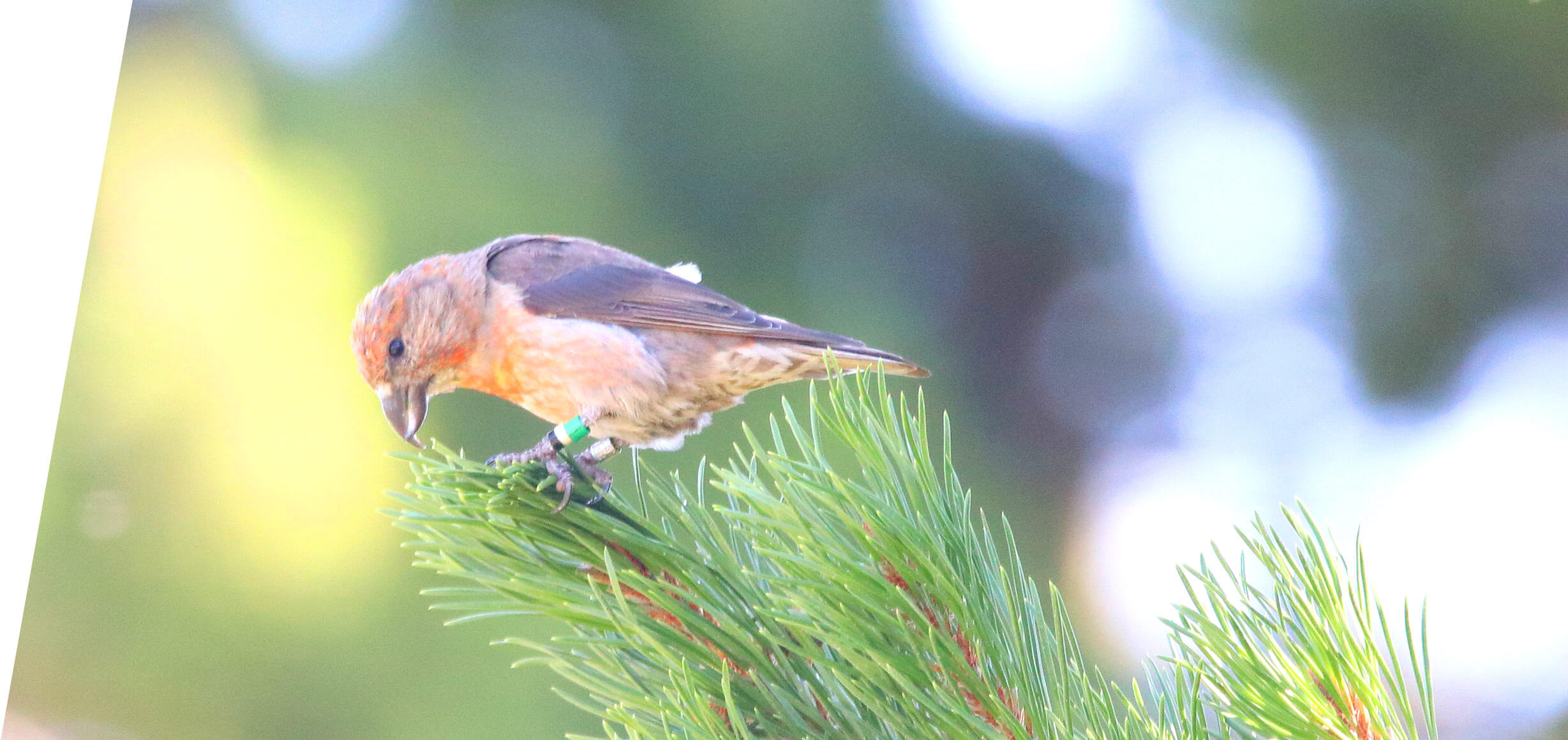 Cassia Crossbill