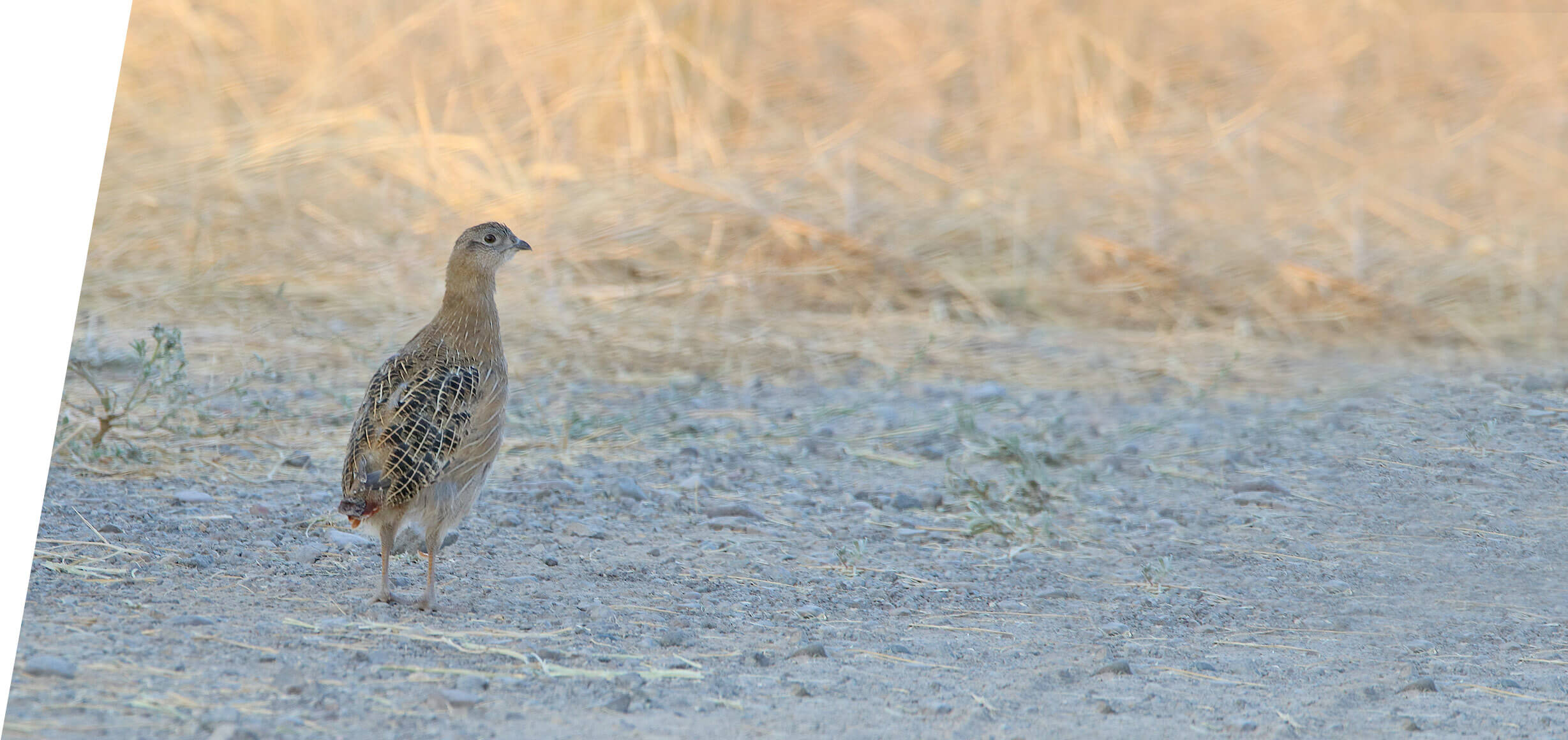 Gray Partridge