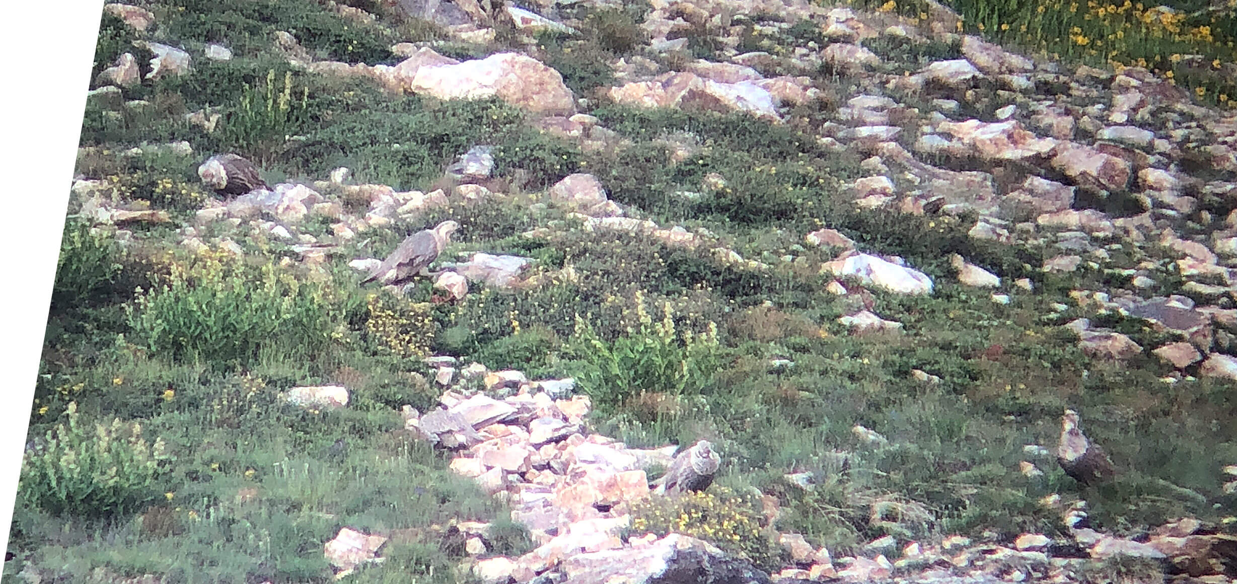 Himalayan Snowcock