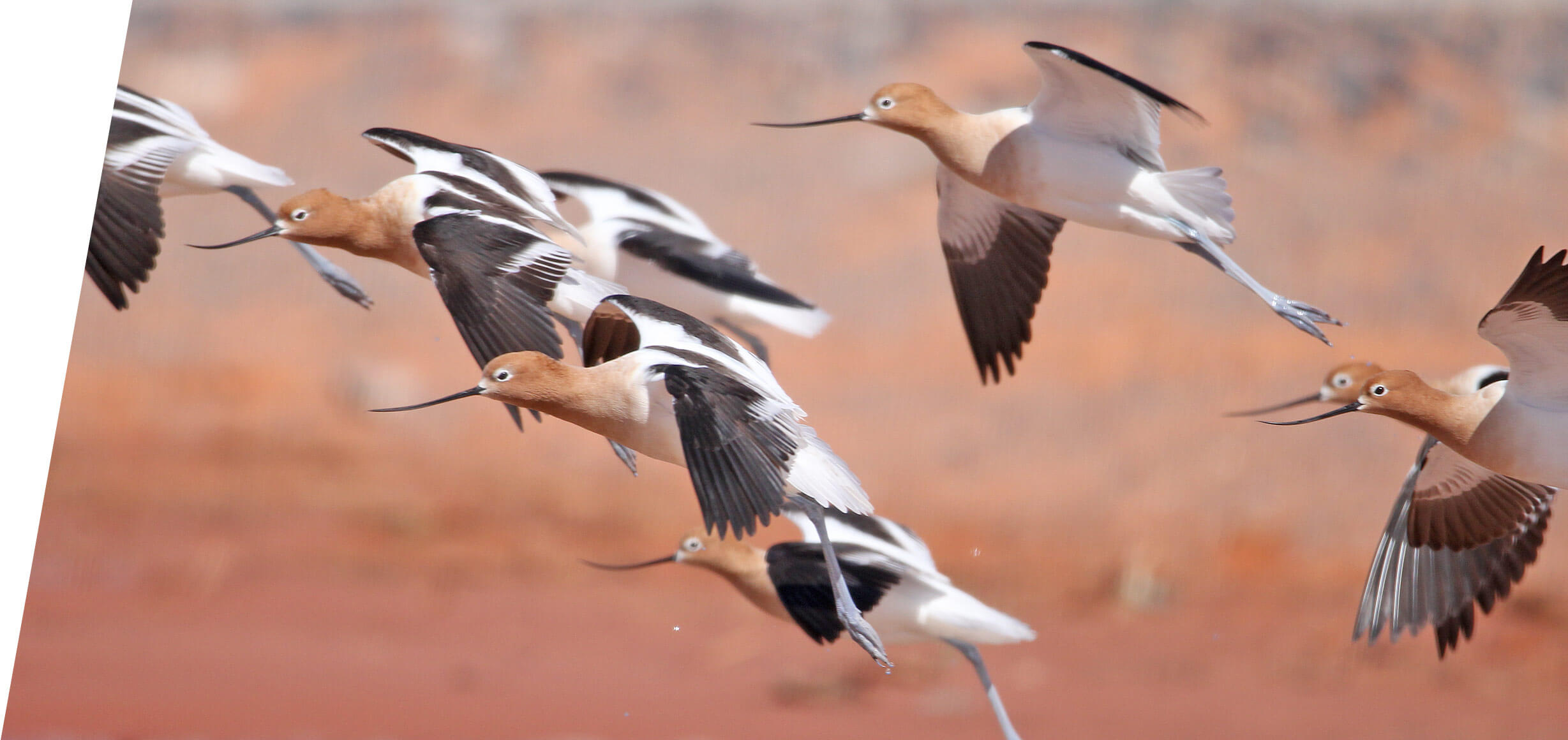 American Avocets takking flight in Utah in 2016