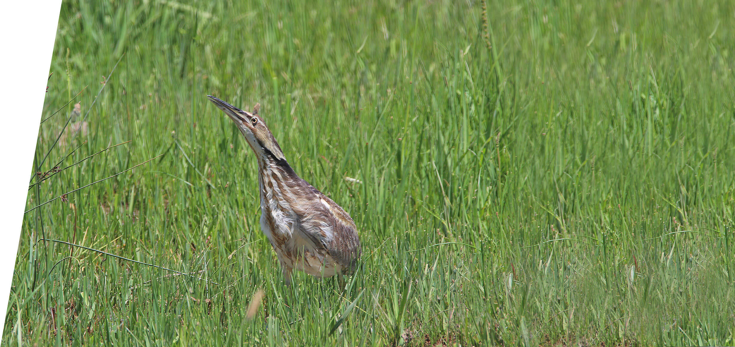 American Bittern on a custom Utah Birding Tour