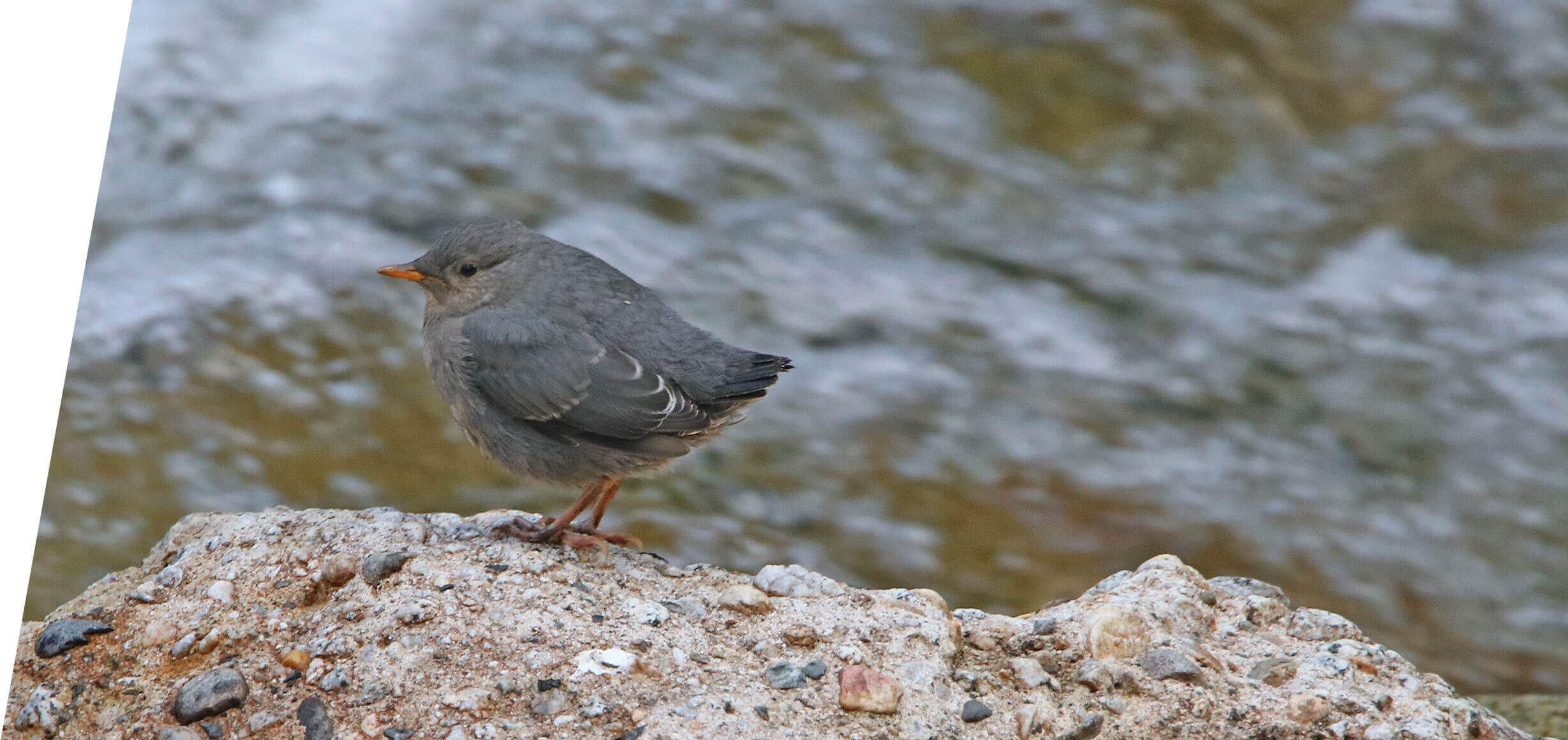 American Dipper on a custom Utah Birding Tour