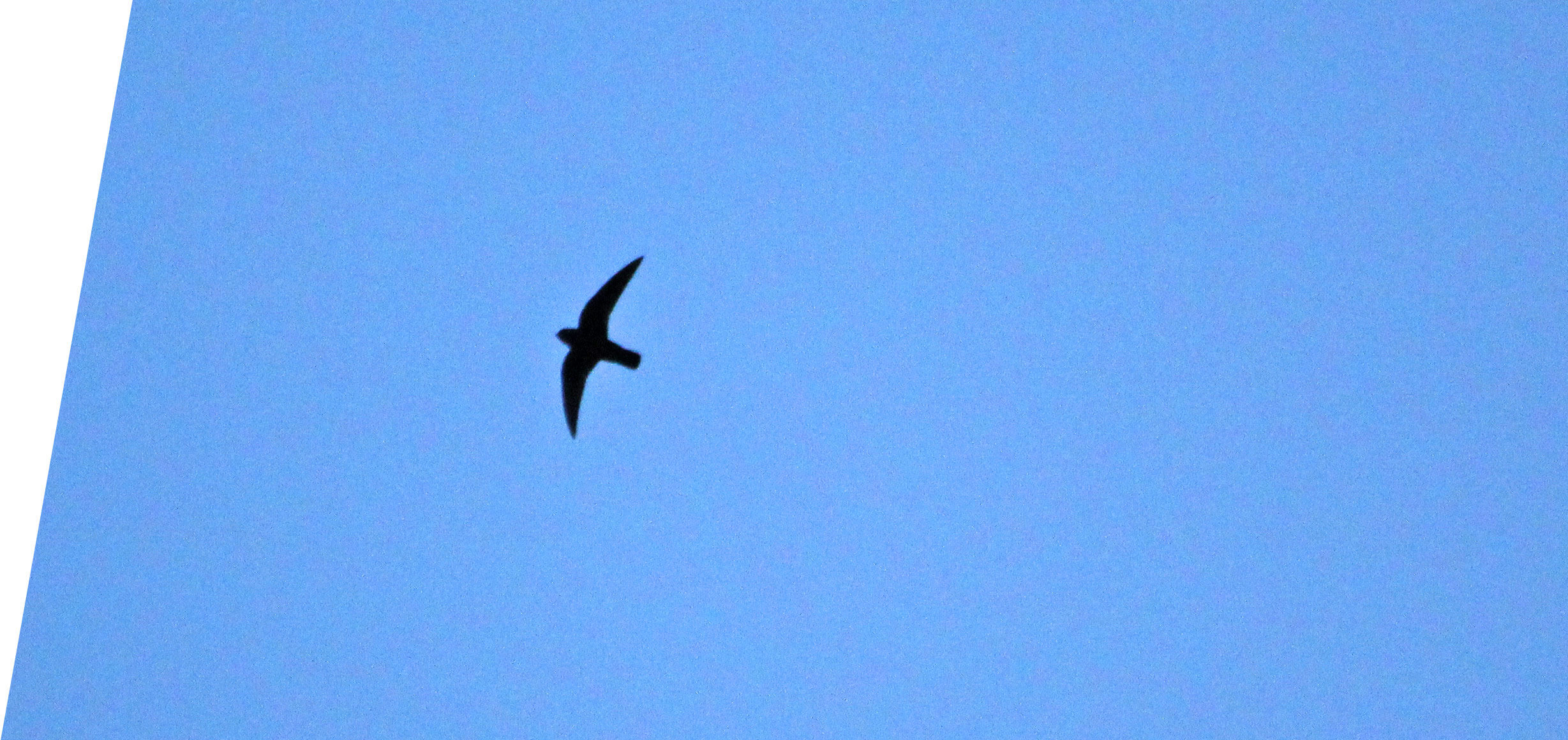 Black Swift