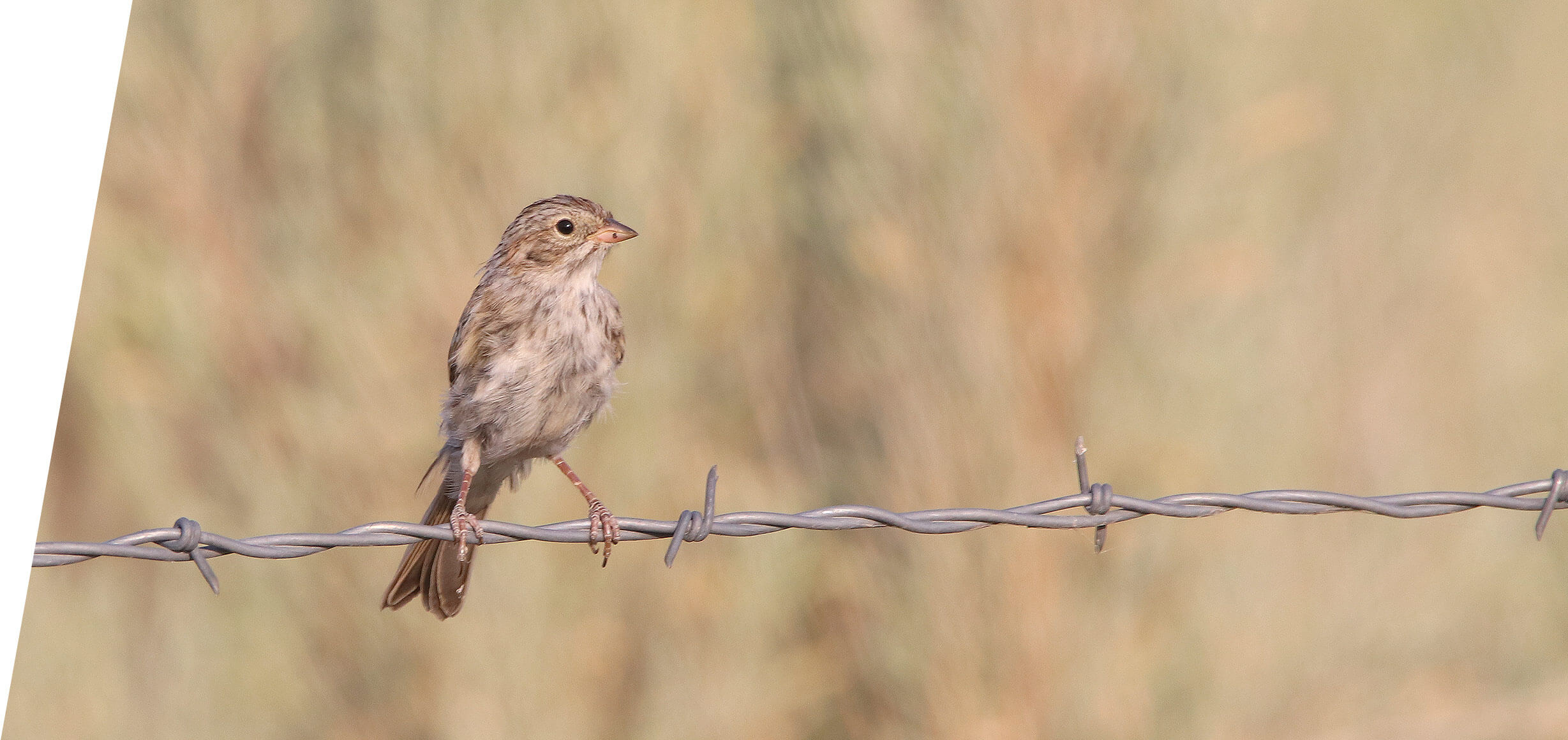 Brewer's Sparrow in the Utah desert in 2018