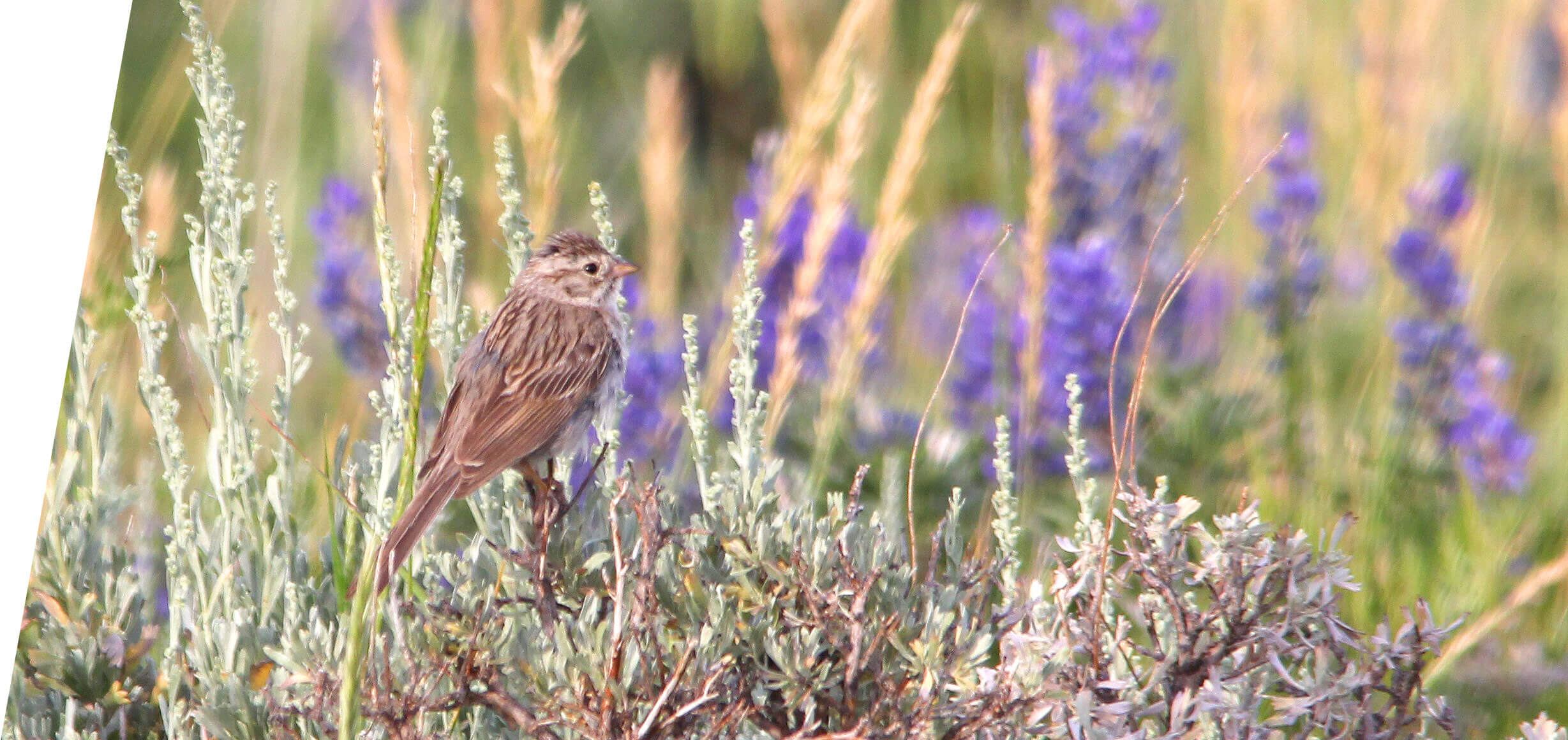 Brewer's Sparrow on a custom Utah Birding Tour