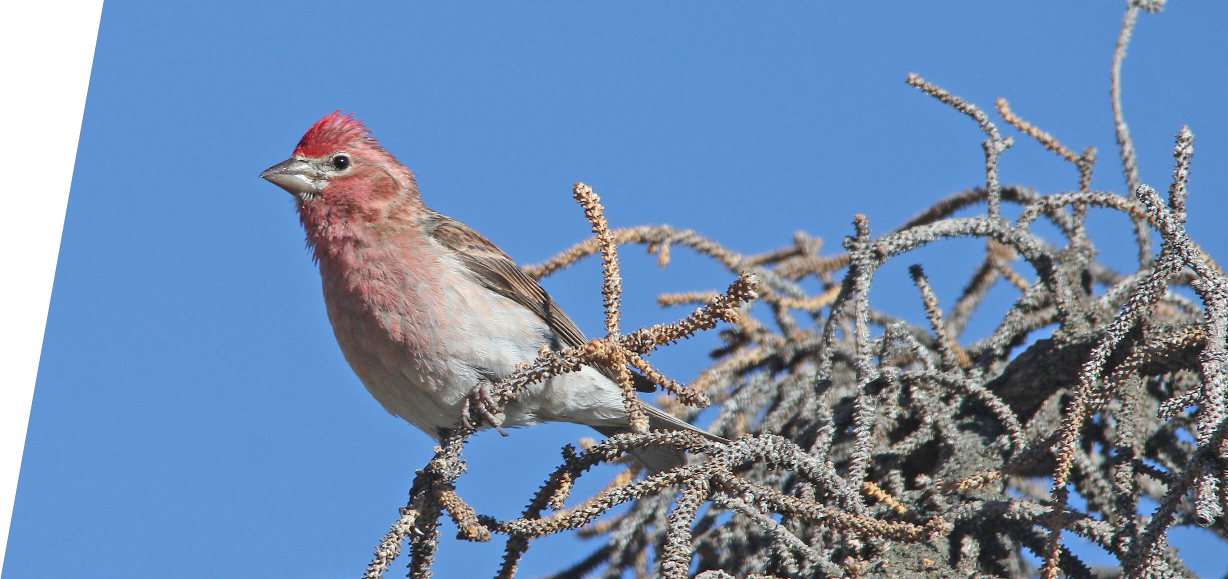 Cassin's Finch on a custom Utah Birding Tour