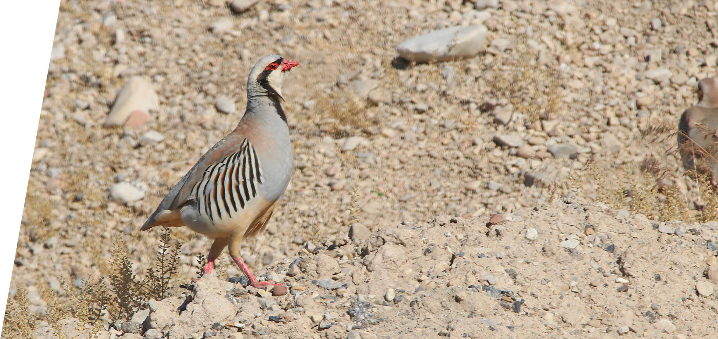 Chukar