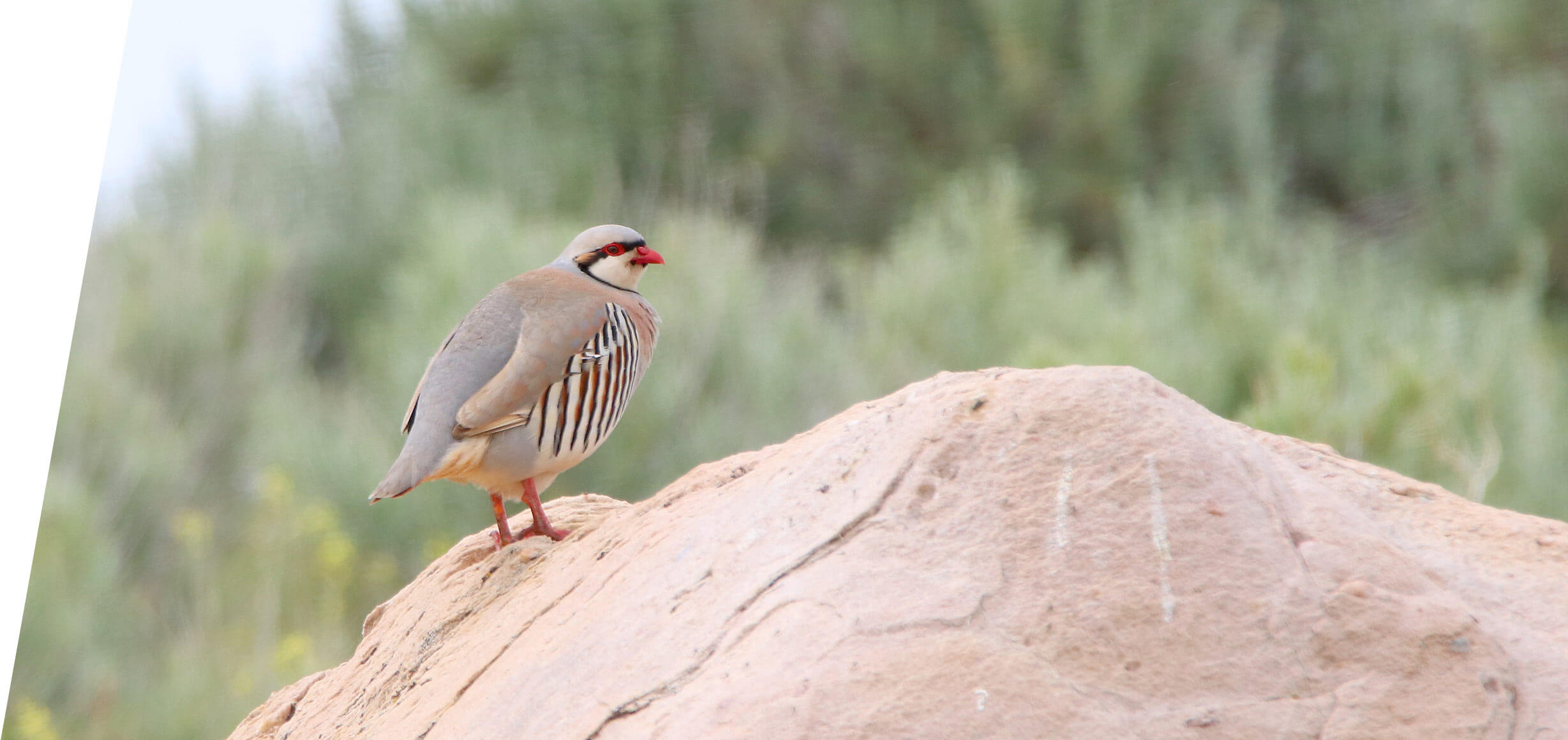 Chukar on the Great Salt Lake in 2016