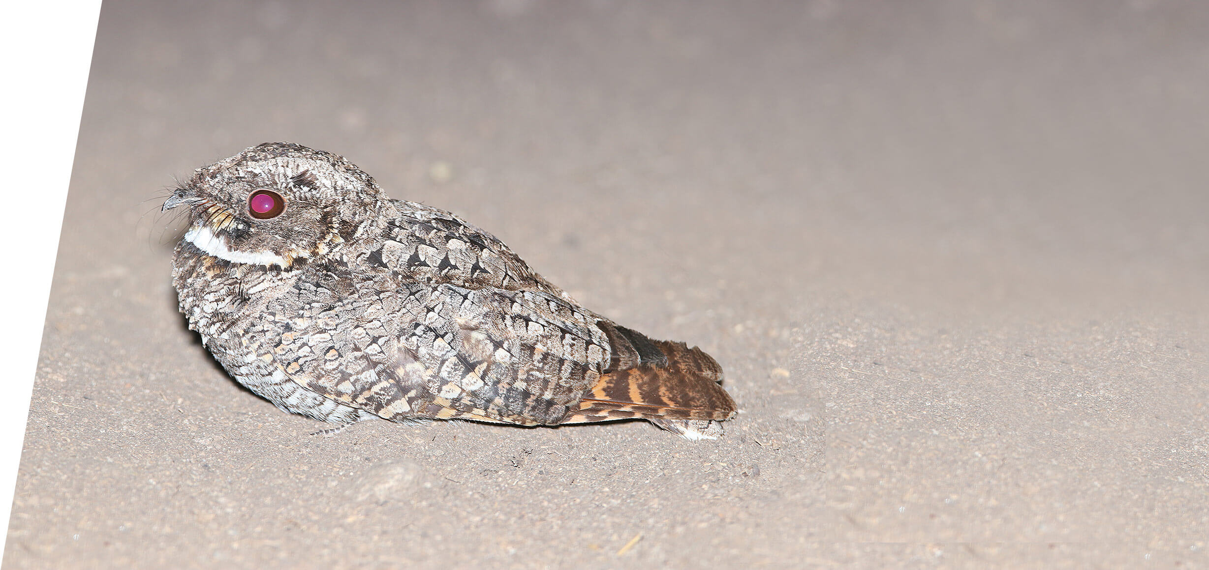 >Common Poorwill on a custom Utah Birding Tour