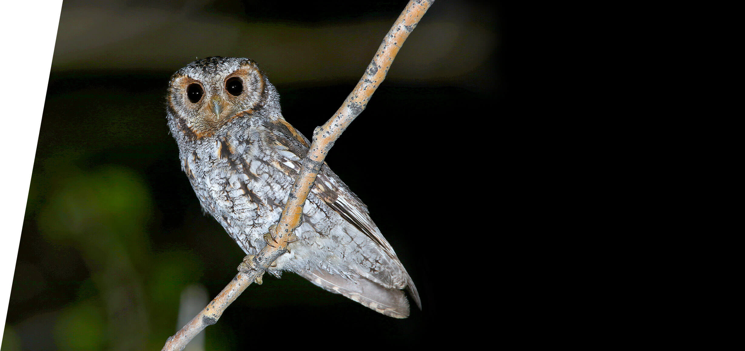 Utah Flammulated Owl Tours