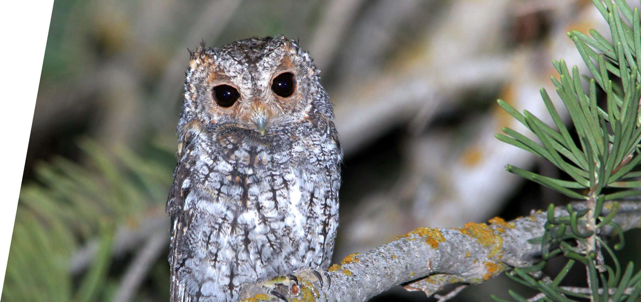 Utah Flammulated Owl Tours