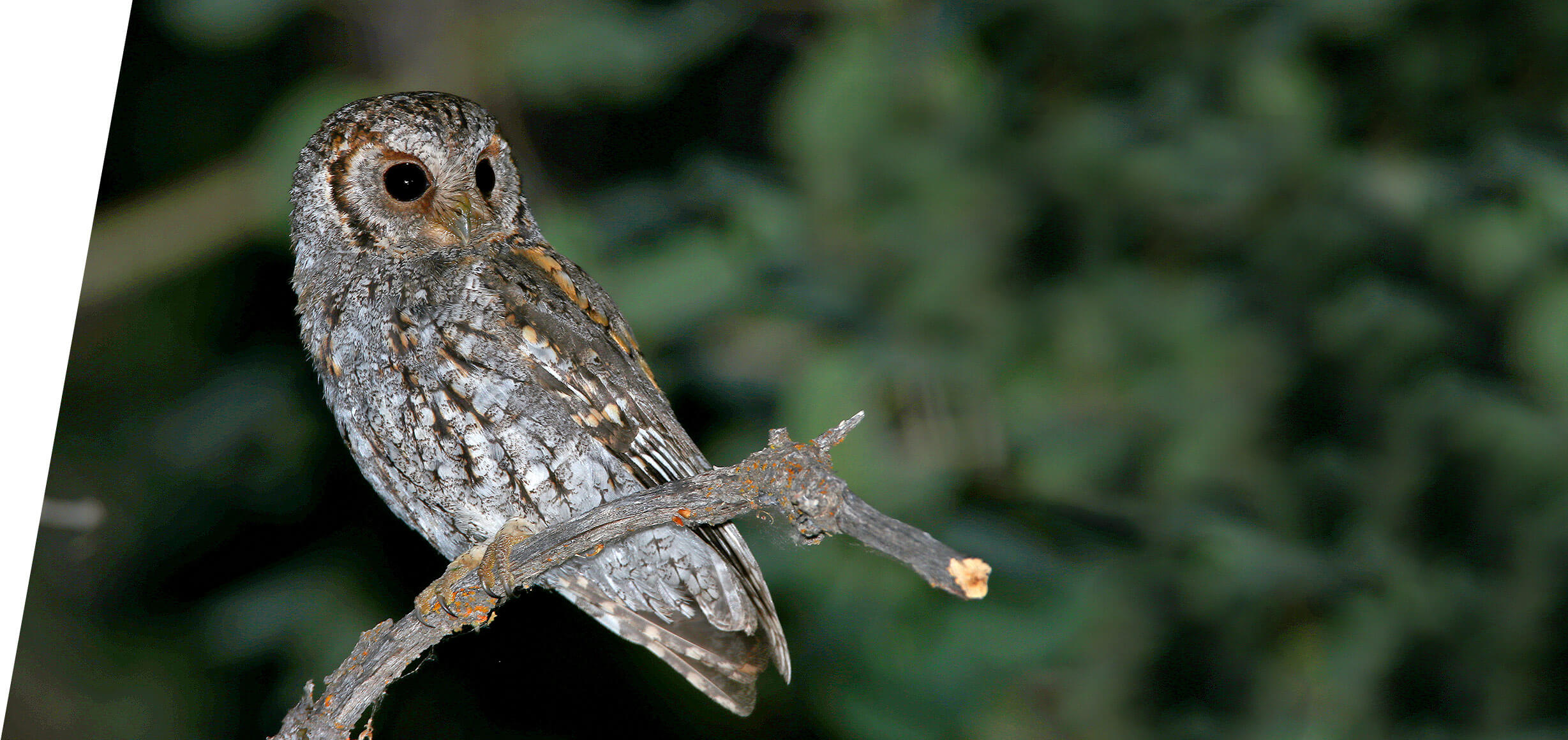 Utah Flammulated Owl Tours