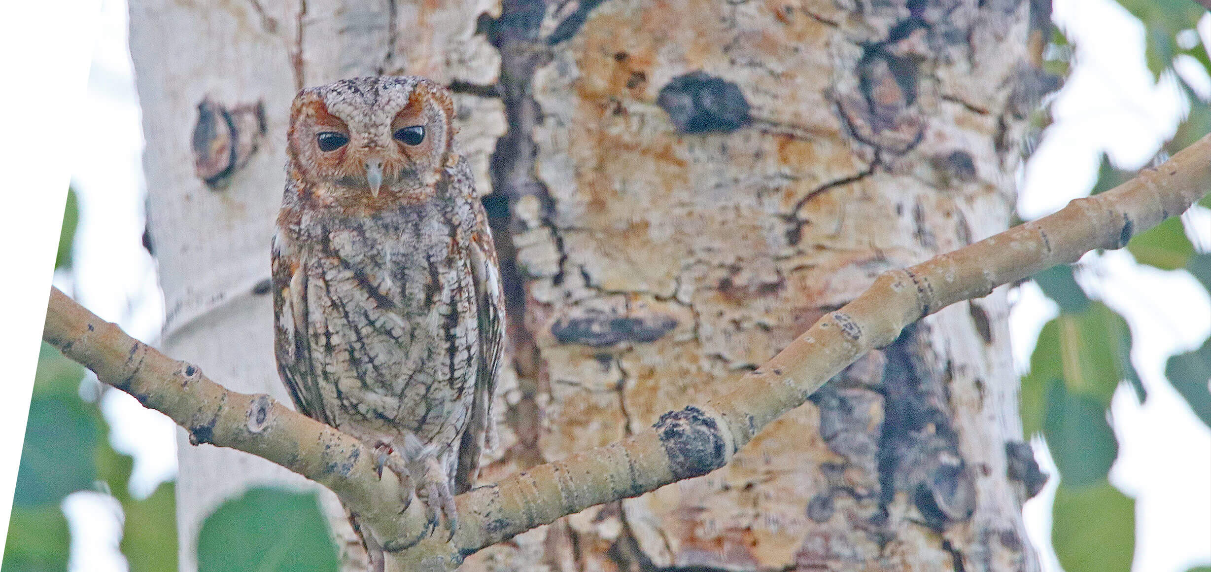 Utah Flammulated Owl Tours