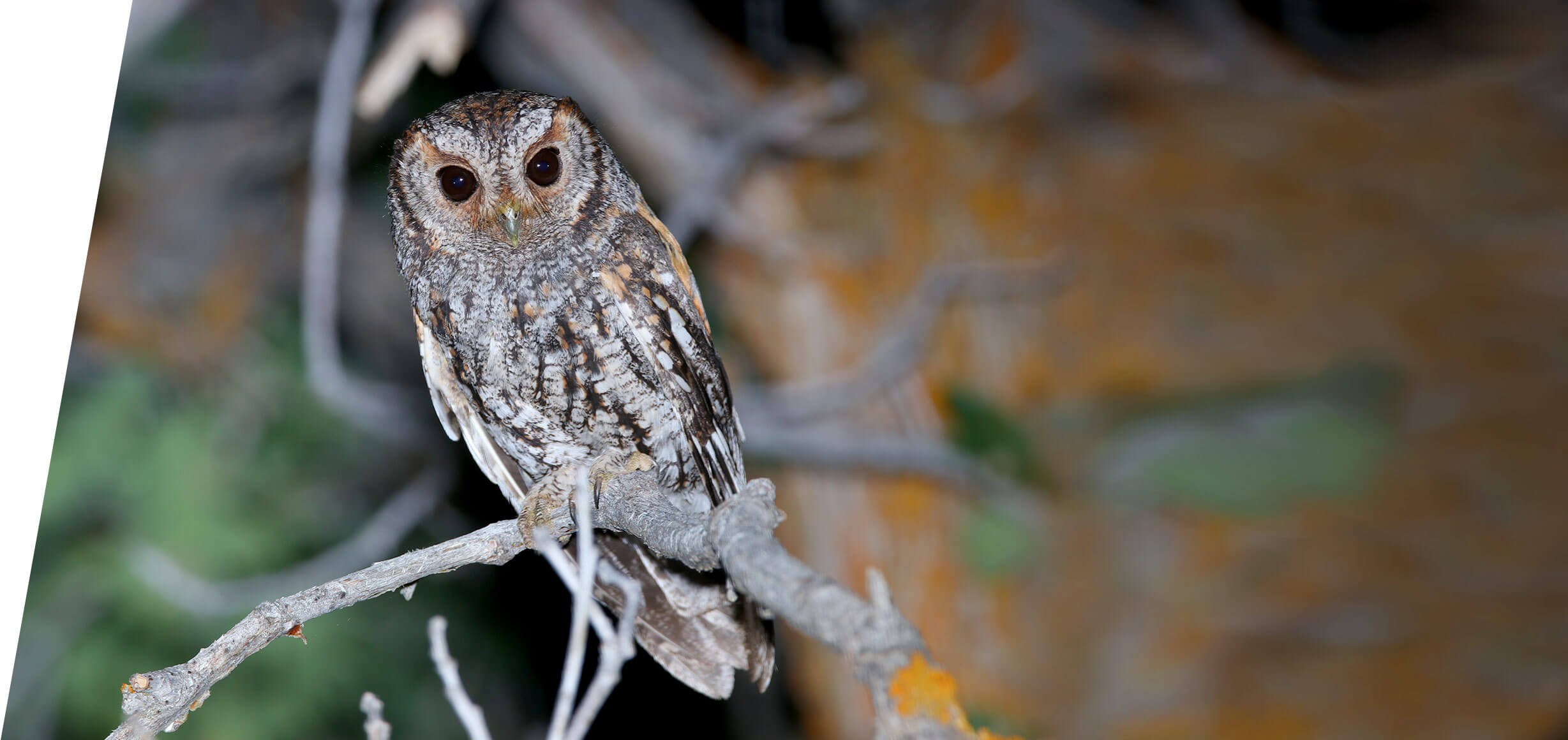 Utah Flammulated Owl Tours