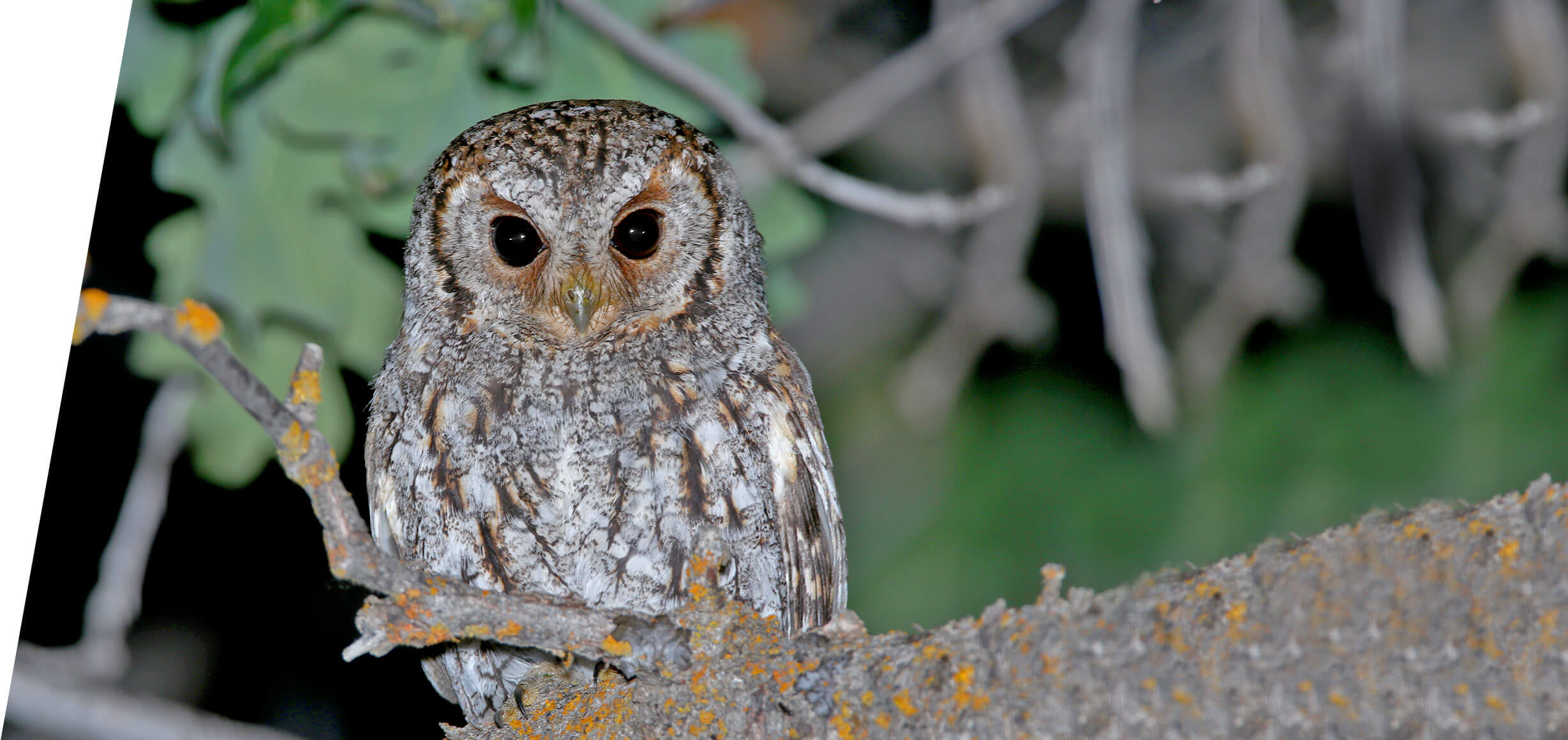 Utah Flammulated Owl Tours