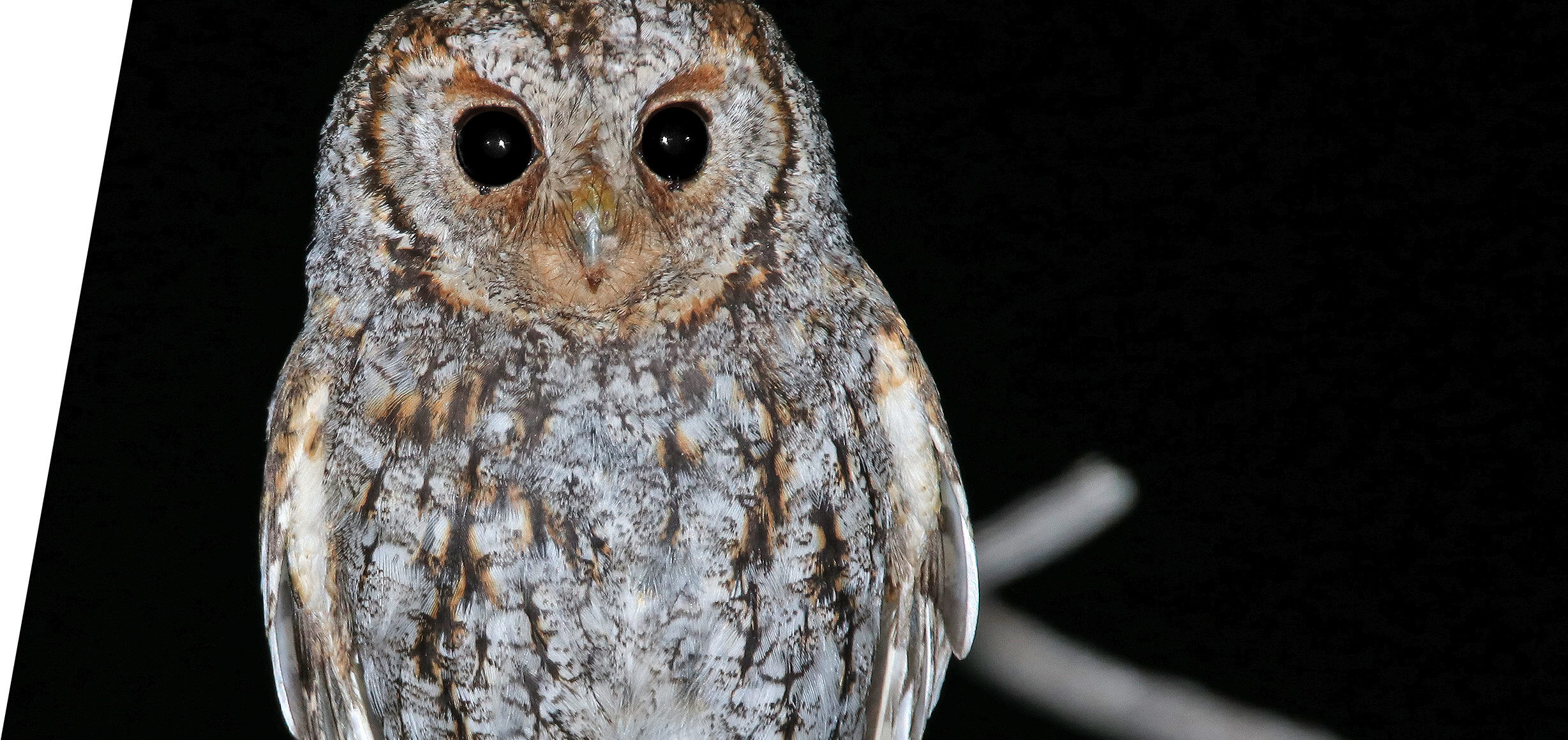 Utah Flammulated Owl Tours