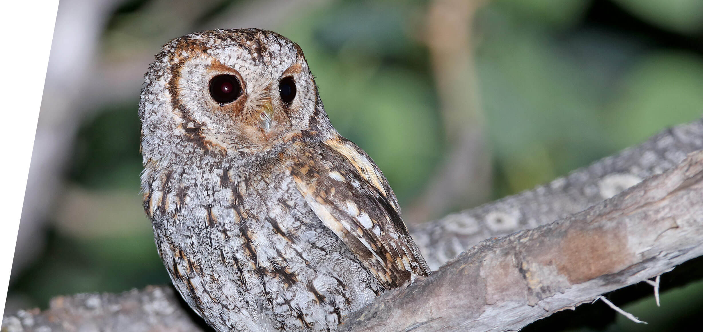 Utah Flammulated Owl Tours