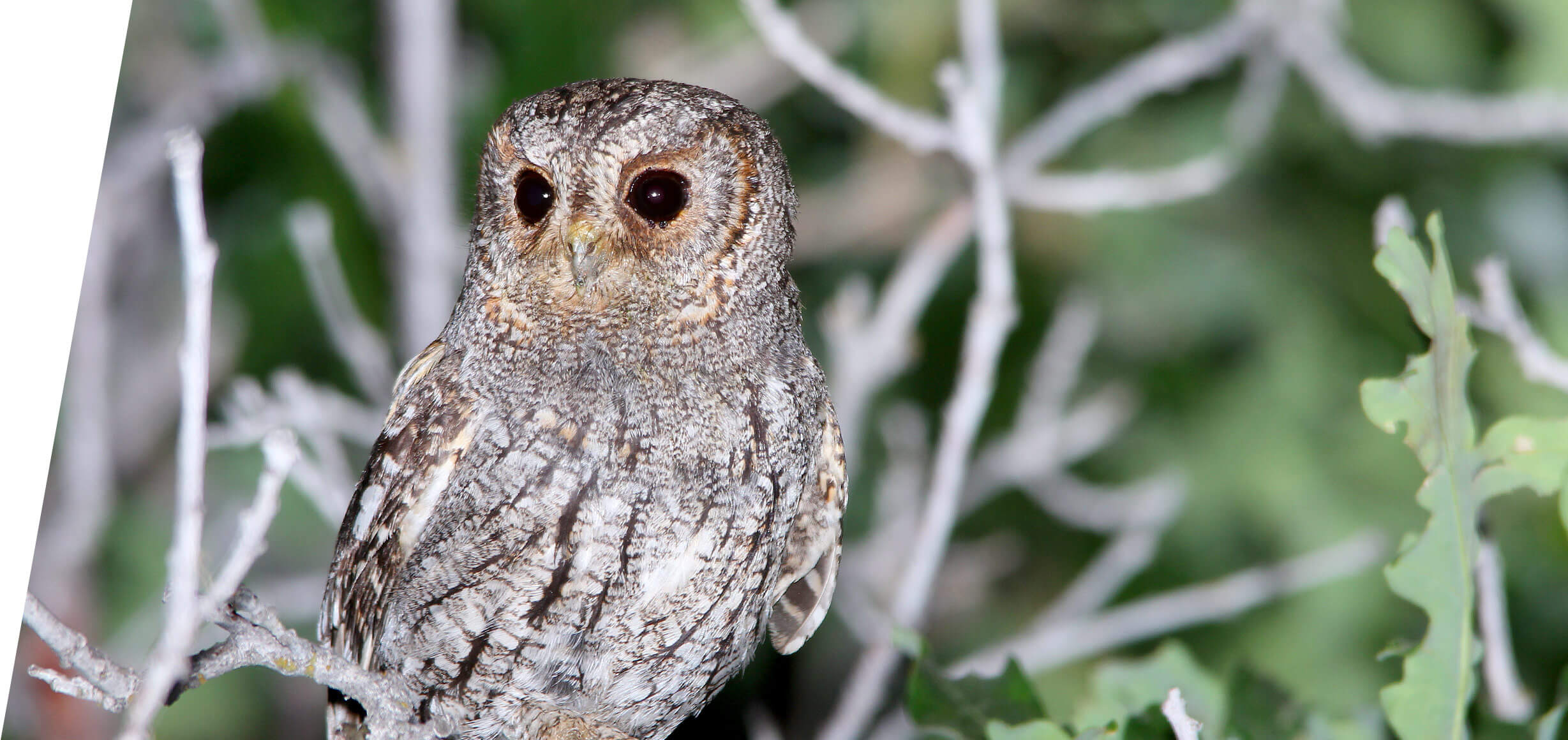 Utah Flammulated Owl Tours