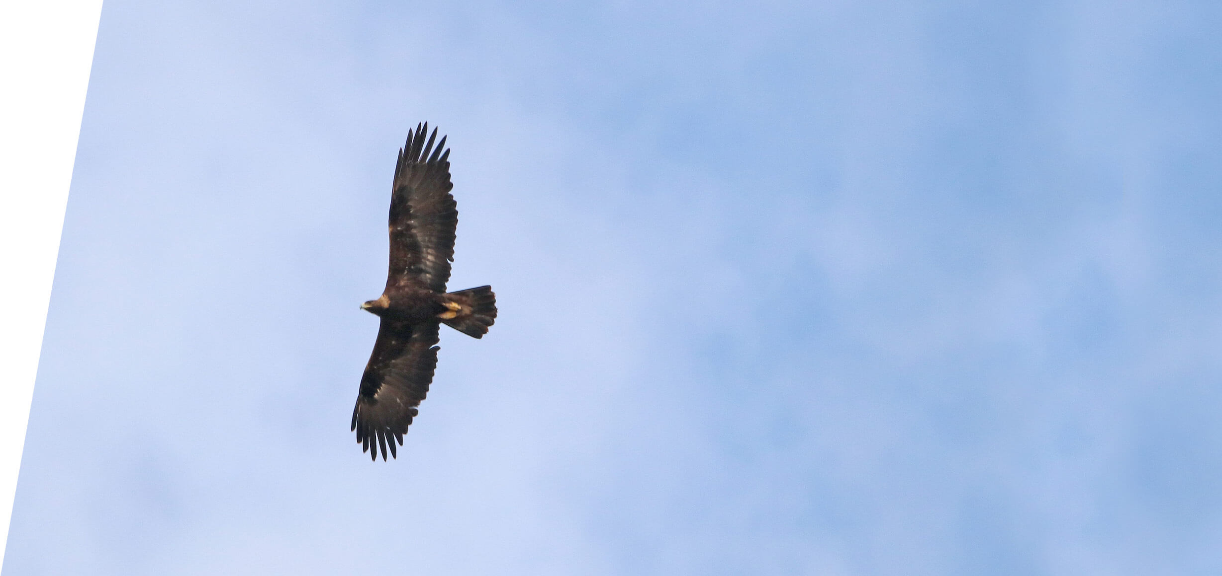 Utah Golden Eagle