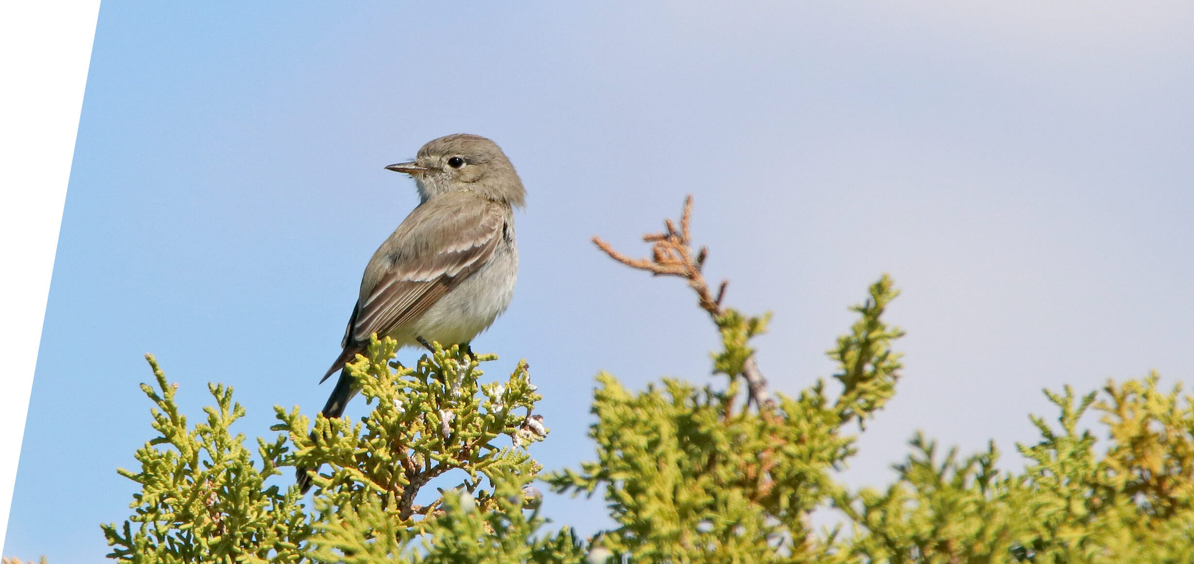 Gray Flycatcher in a UTah Juniper in 2017