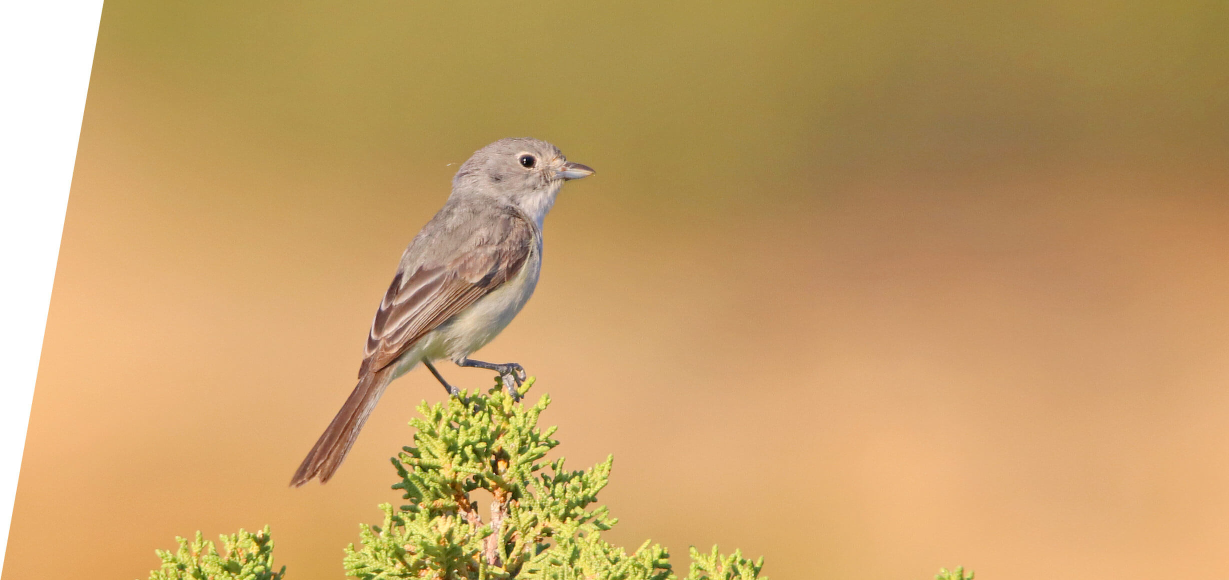 Gray Vireo