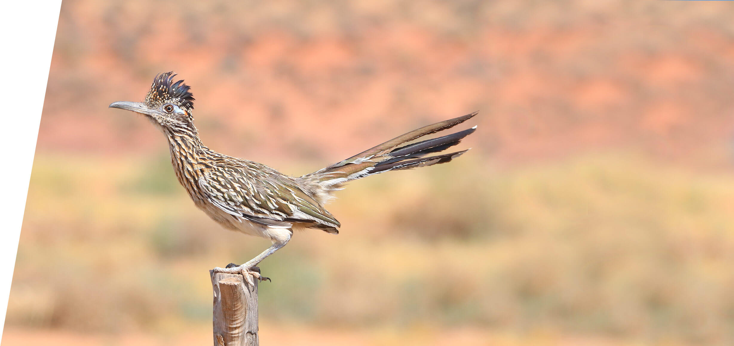 Greater Roadrunner on a custom Utah Birding Tour