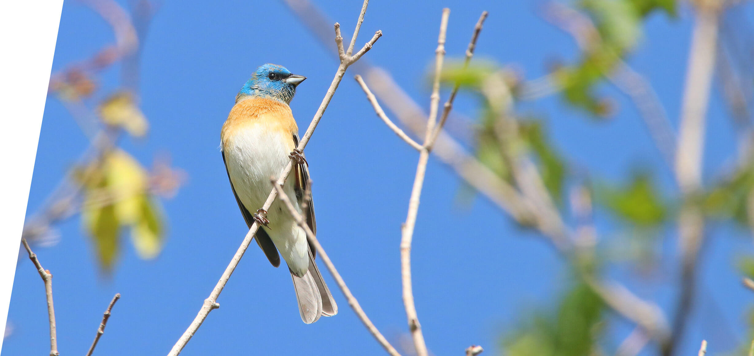 Lazuli Bunting in the Utah Mountains in 2018