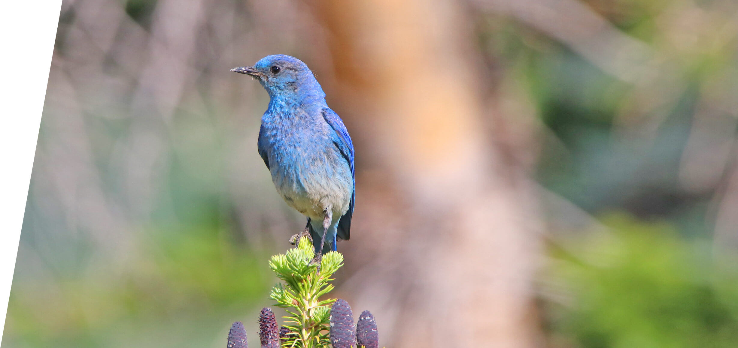 Mountain Bluebird in the Utah Mountains in 2017