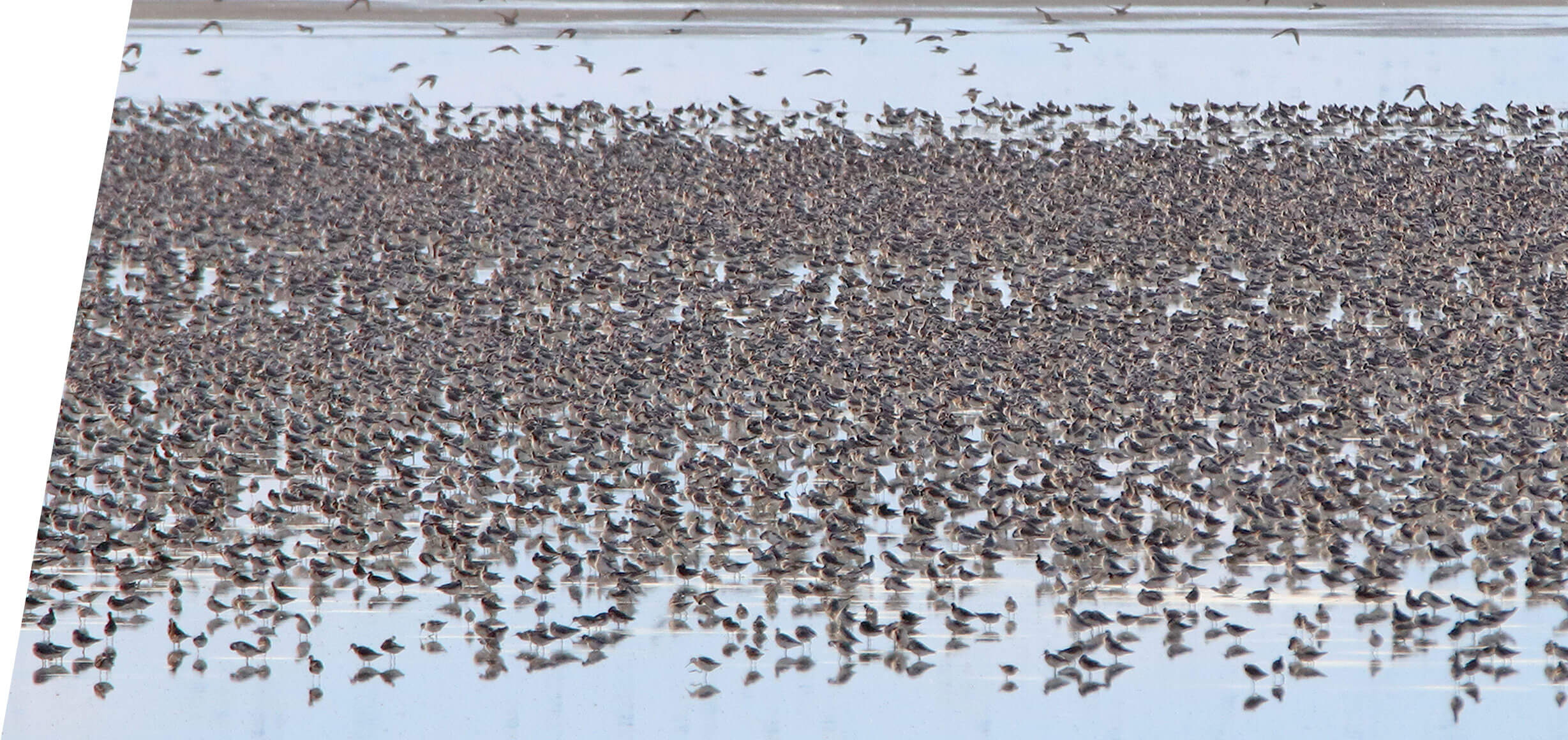 Wilson's and Red-necked Phalarope migration on the Great Salt Lake in 2018