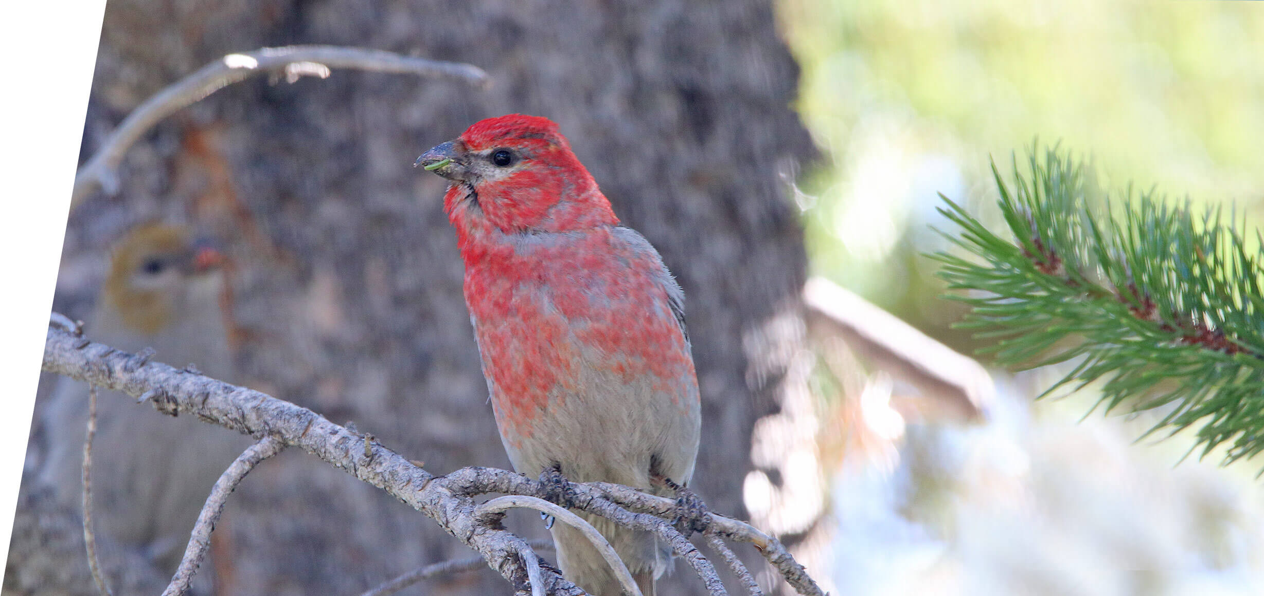 Pine Grosbeak in the Utah Mountains in 2018