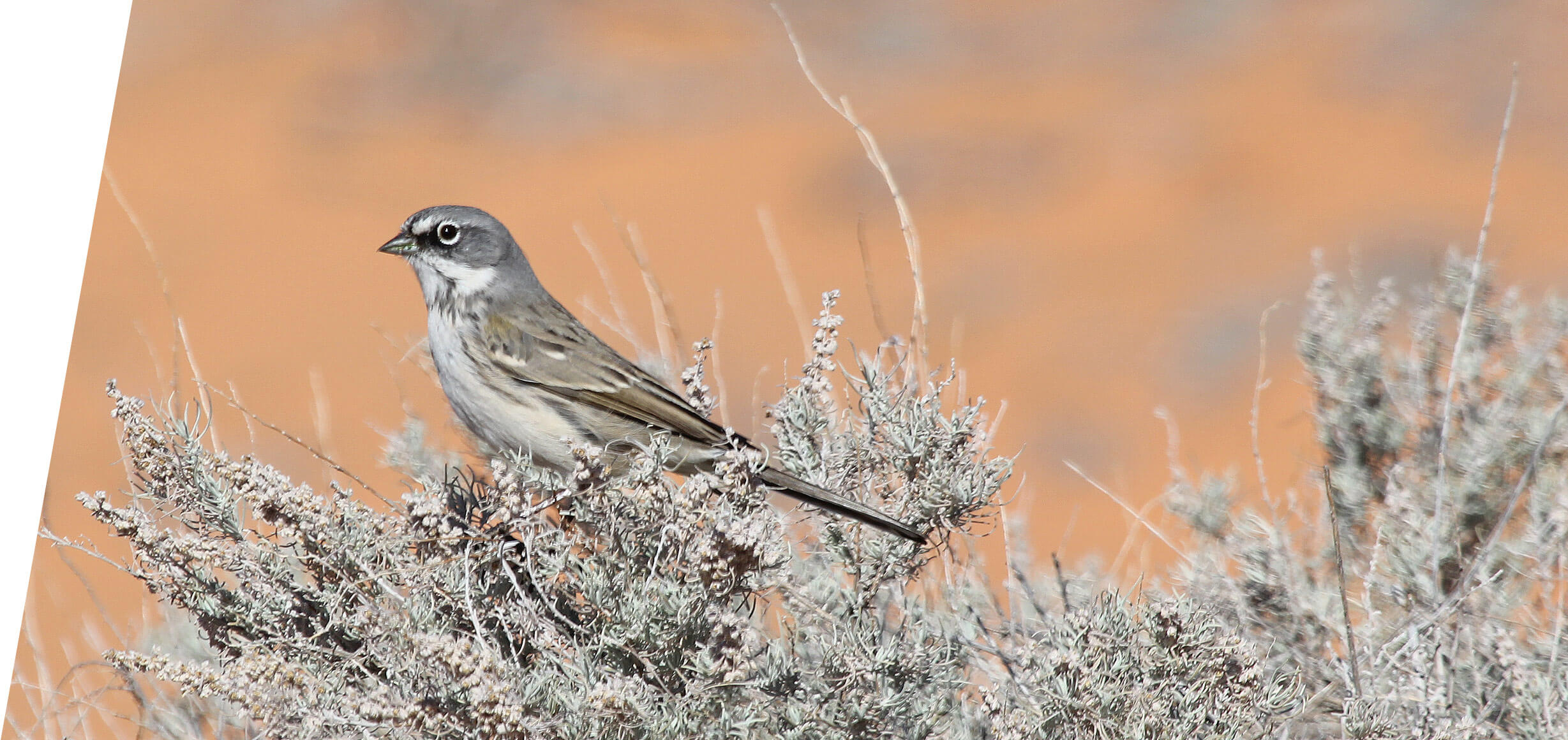 Sagebrush Sparrow