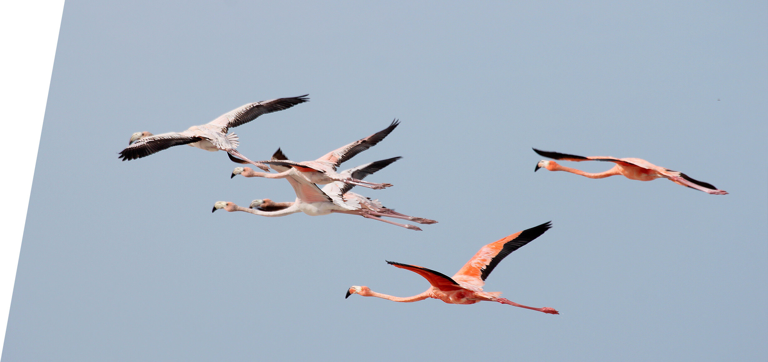 American Flamingo