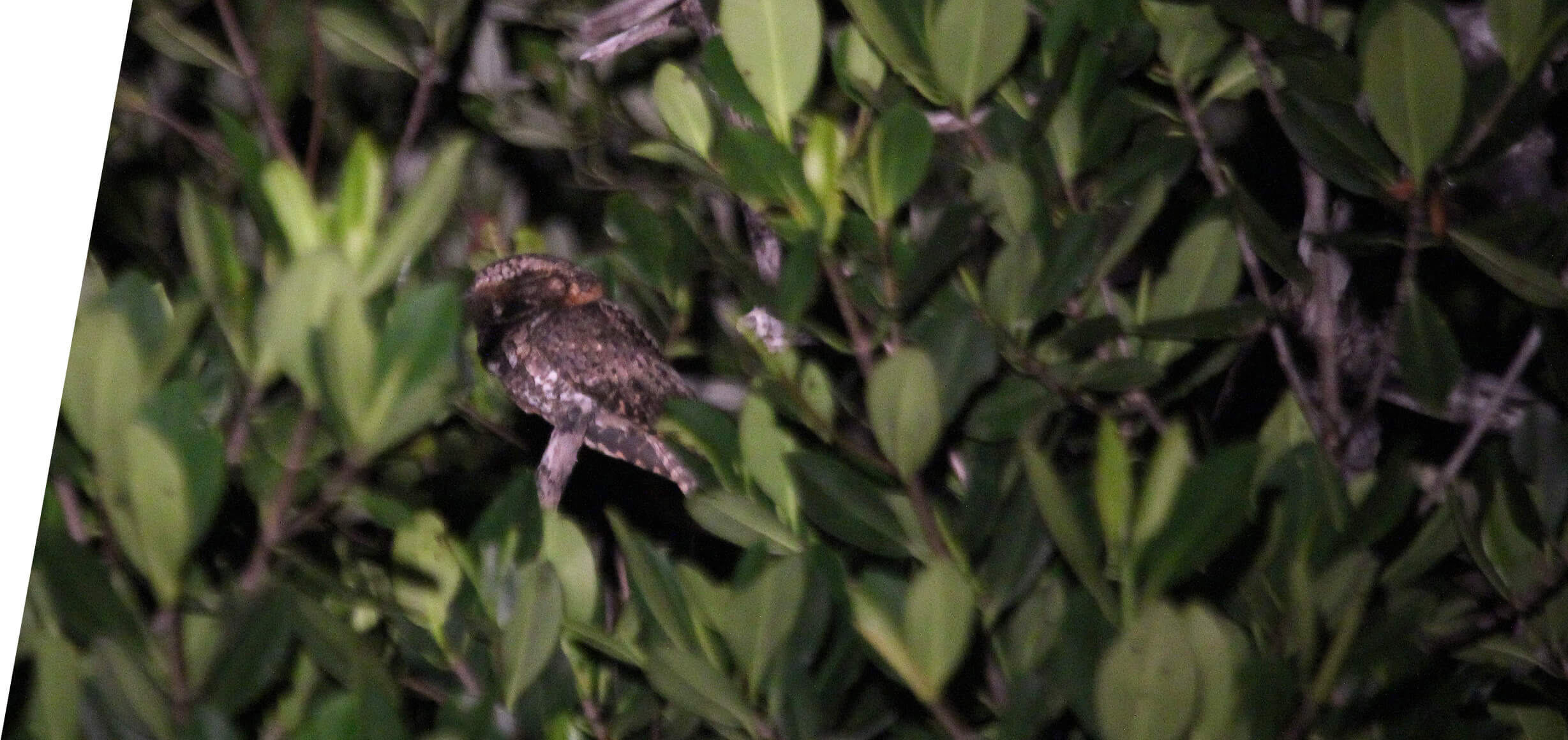 Yucatan Nightjar