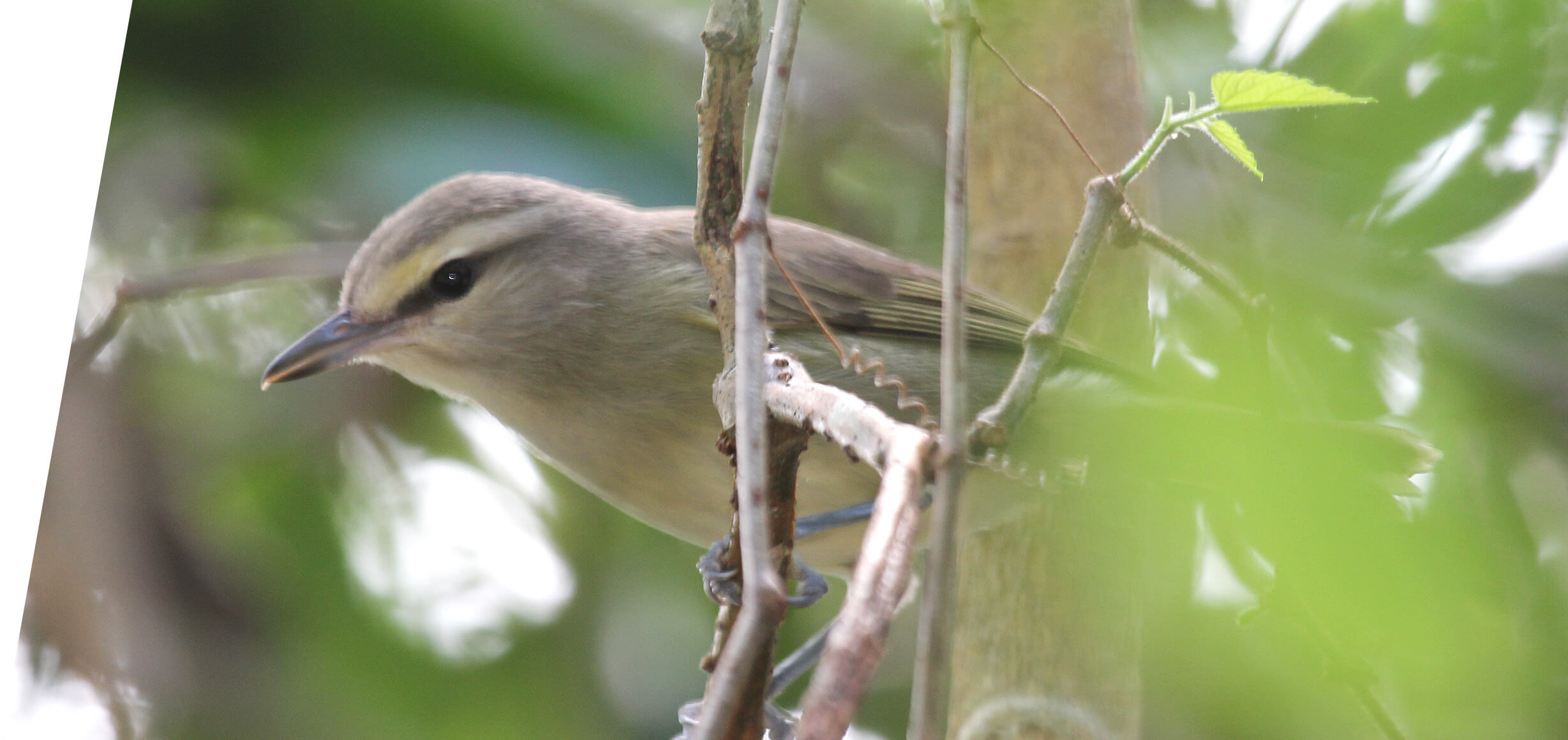 Yucatan Vireo