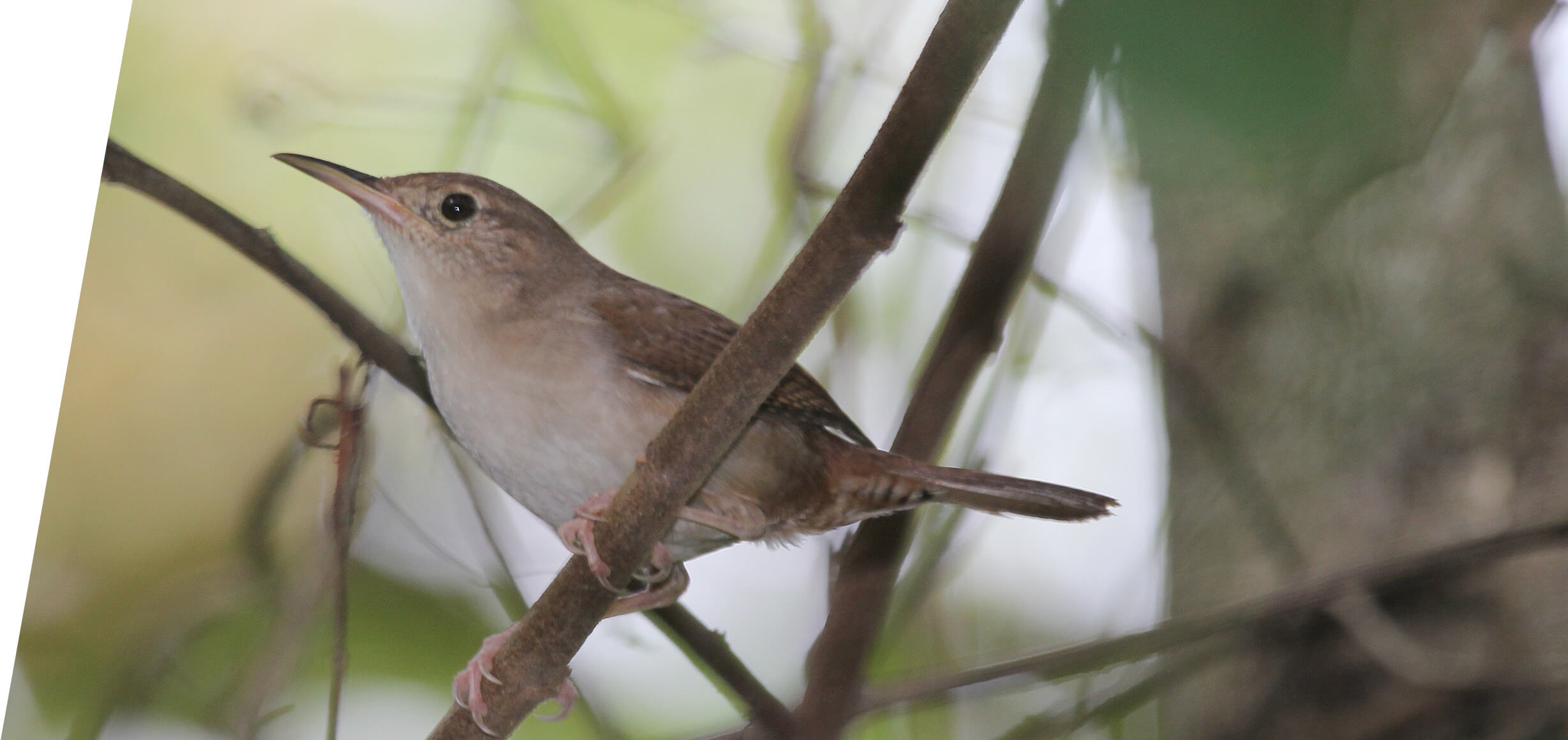 Cozumel House Wren