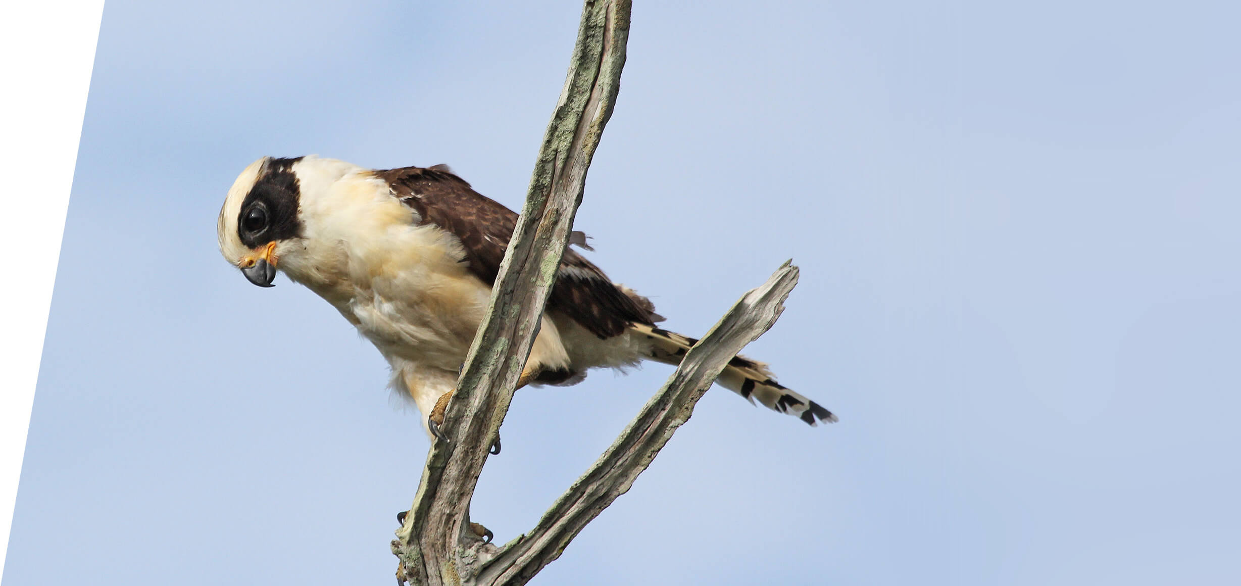 Laughing Falcon