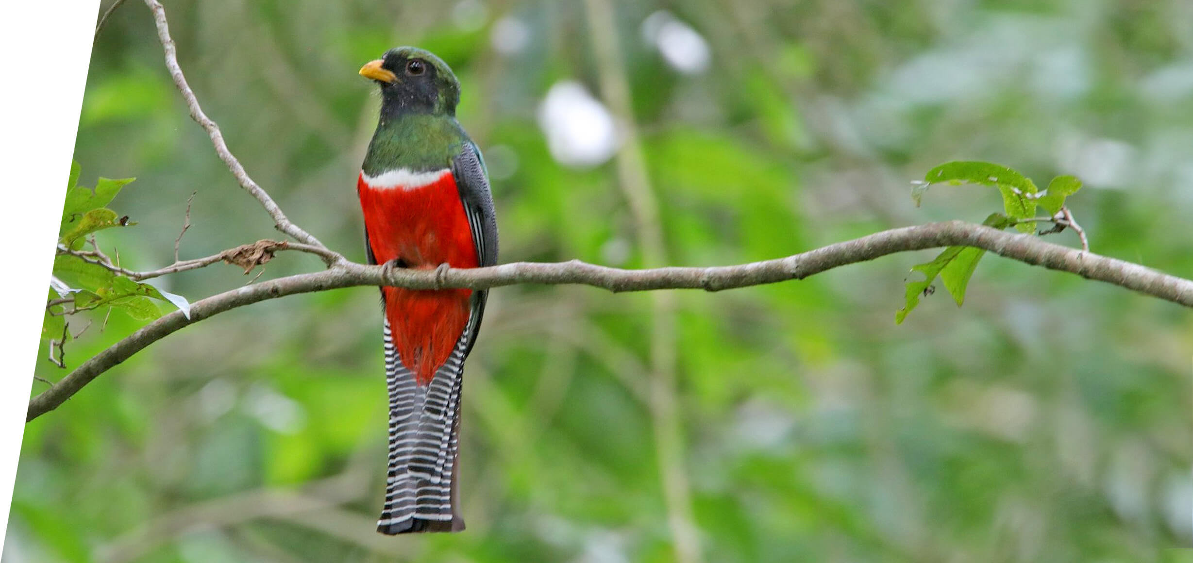 Collared Trogon