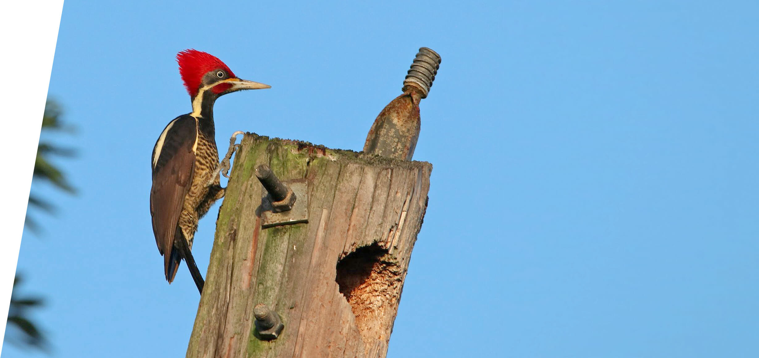 Linneated Woodpecker