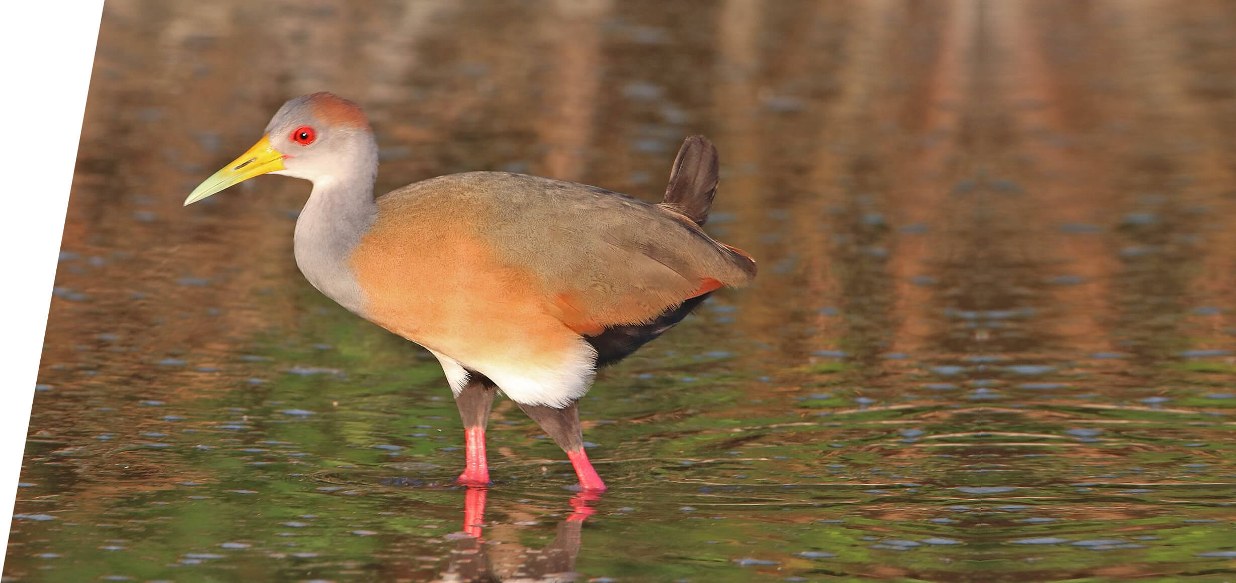 Russet-naped Wood-Rail