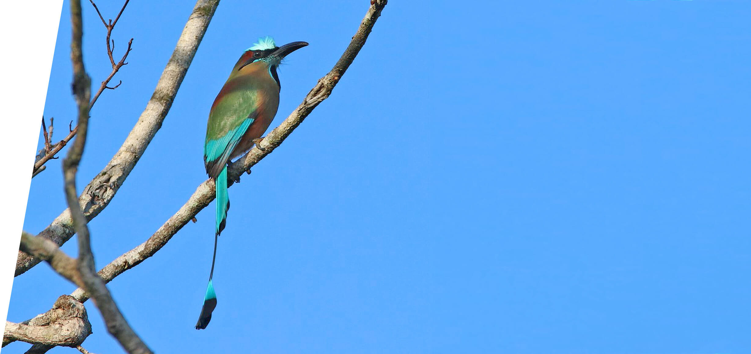 Turquoise-browed Motmot