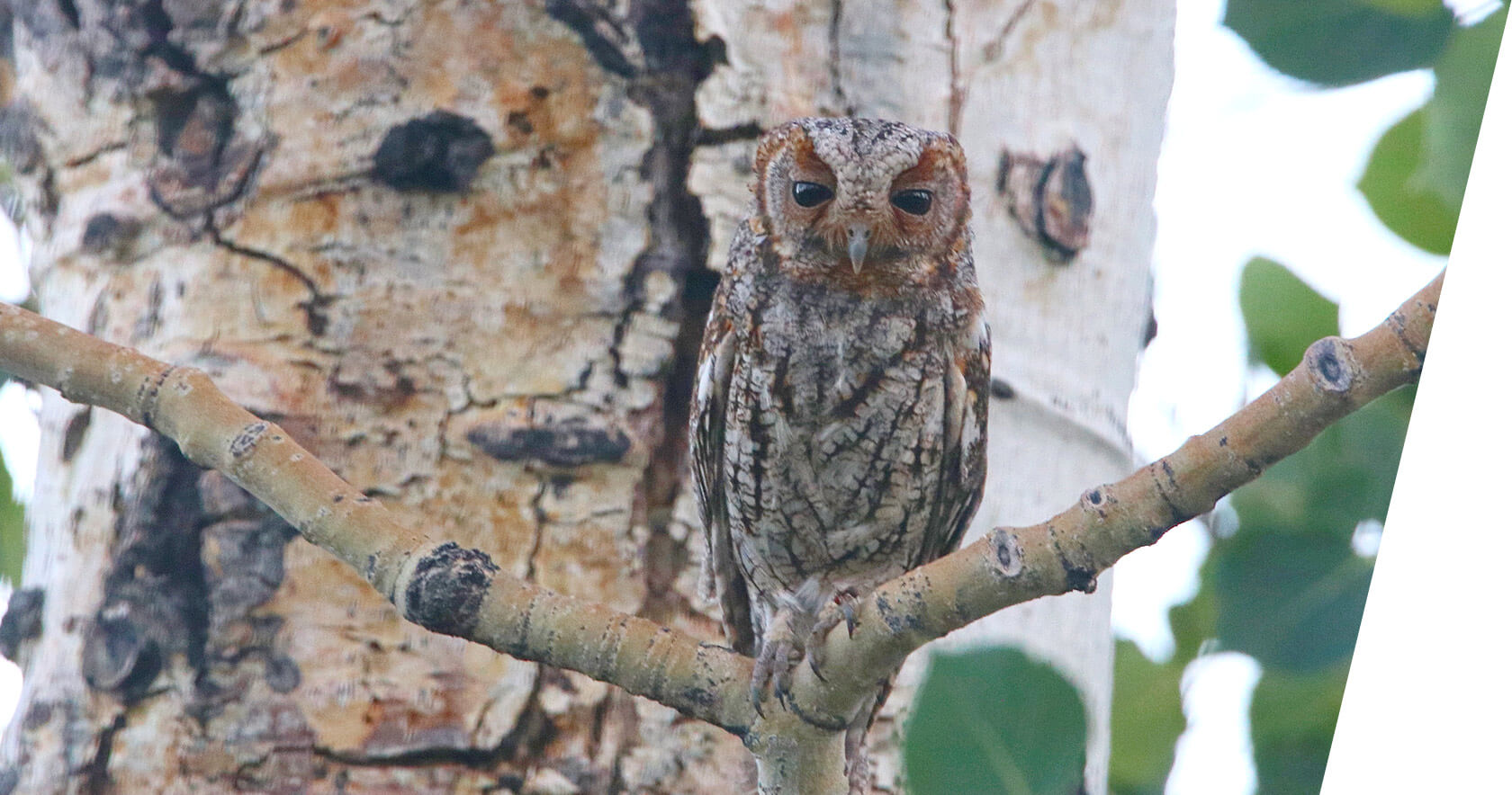 Flammulated Owl in Utah