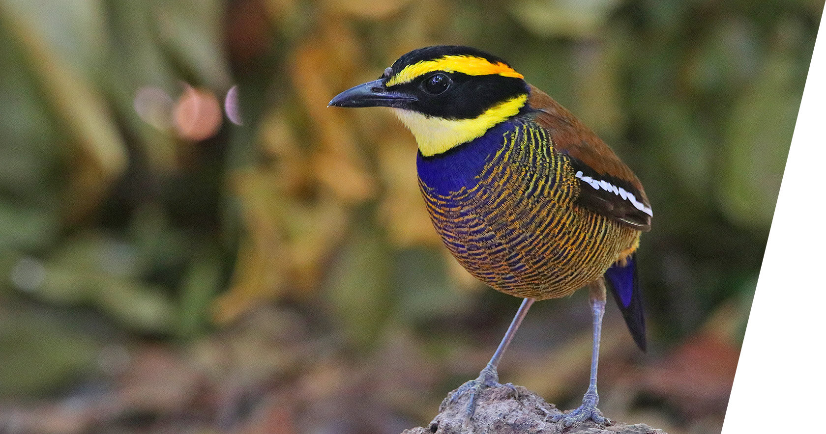 Javan Banded Pitta in Bali, Indonesia