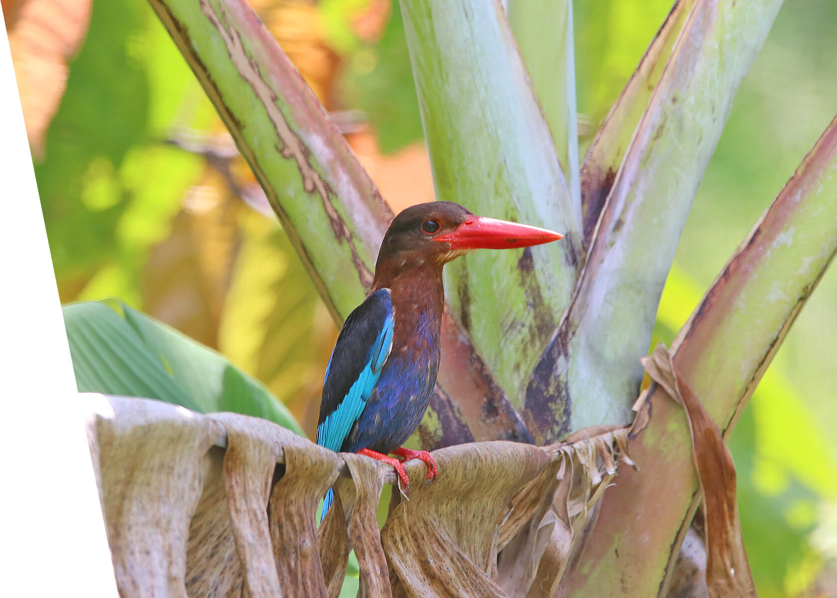 Javan Kingfisher Birding Bali Tour