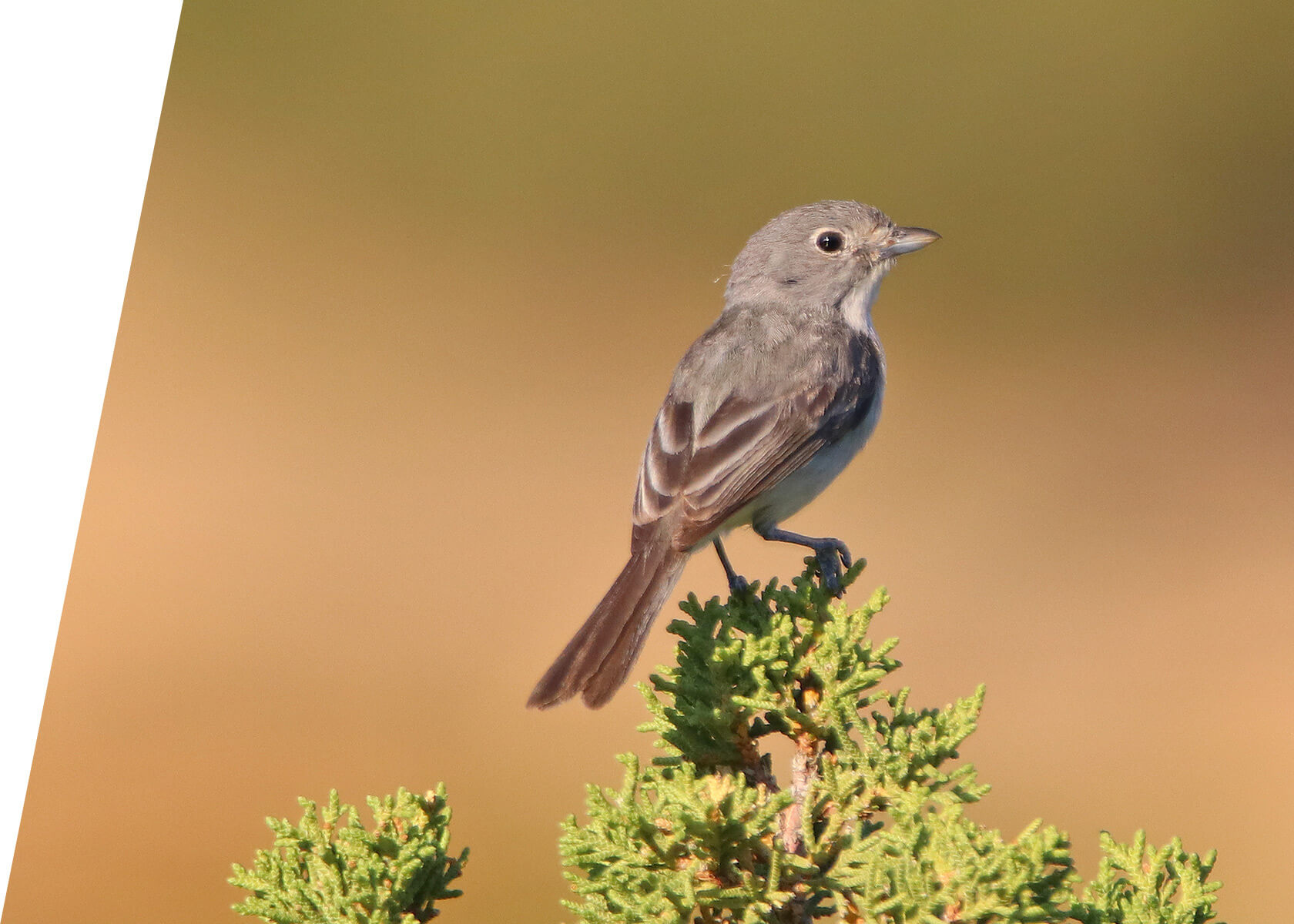 Gray Vireo on a Sage & Juniper Specialists Birding Tour in Utah in 2018