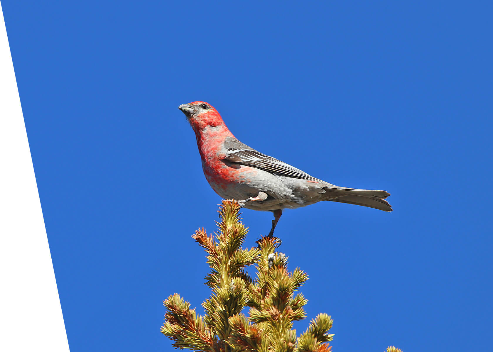 Pine Grosbeak on a Utah Mountain Highlights Birding Tour in 2018