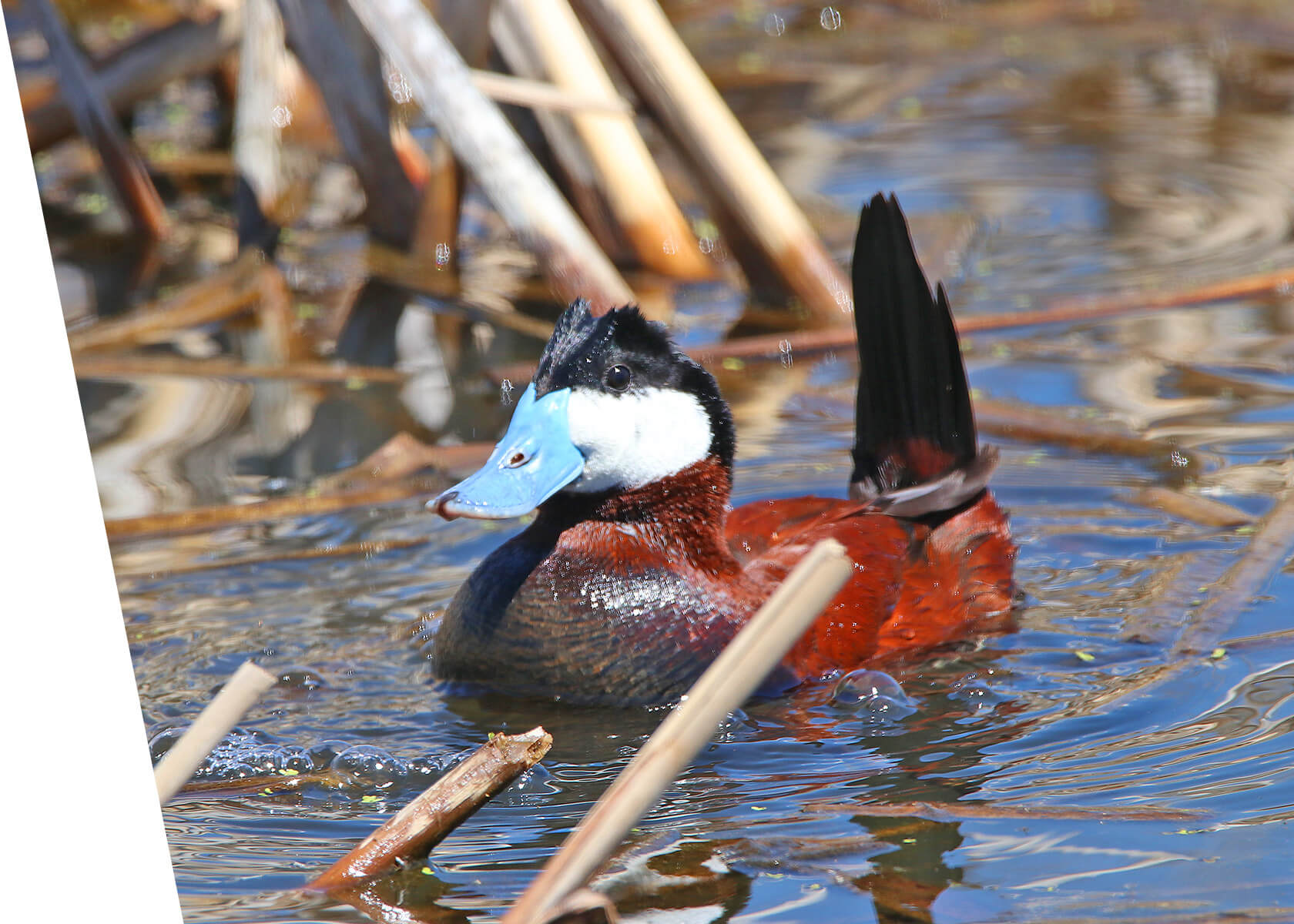 Ruddy Duck from Custom Utah Birding Tour